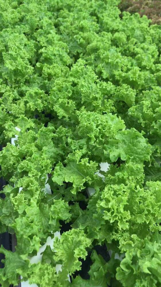 Dr. Chao Hon Chiu says his greenhouse produces 10,000 heads of lettuce in different varieties each month.Contributed photo
