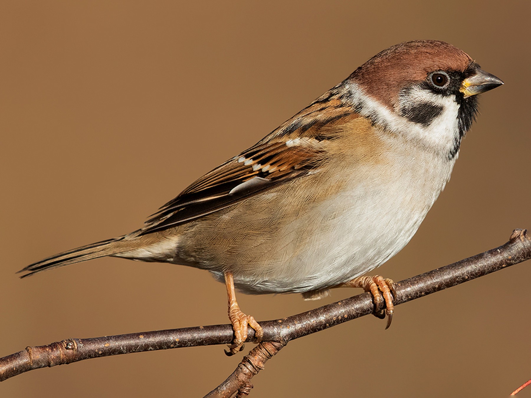 The Eurasian Tree SparrowFile photo