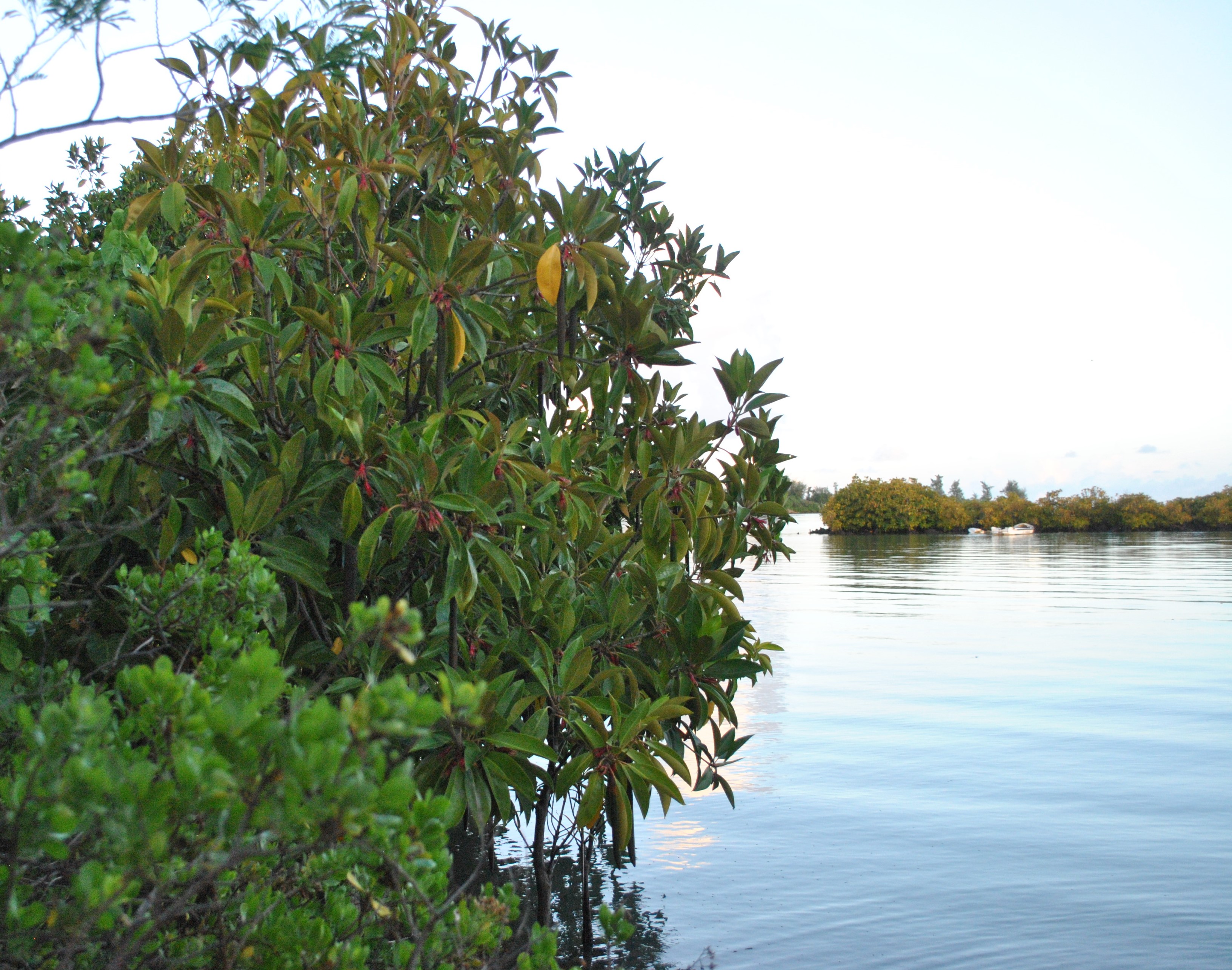 Mangroves are a strong first line of defense for coastal communities.