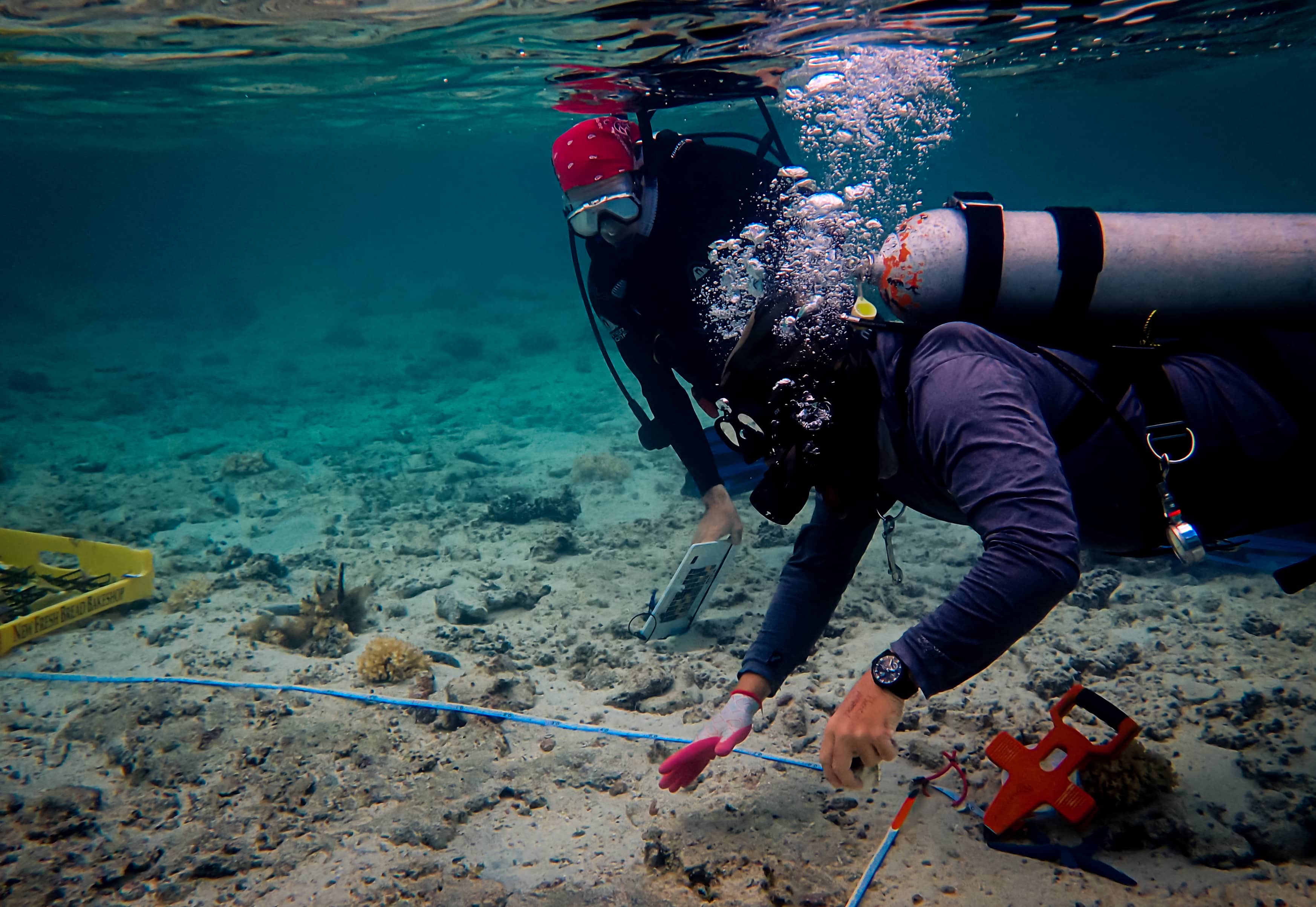 Guam NSF EPSCoR Graduate Research Assistant Colin Anthony, left, and Assistant Professor of Bioinformatics Bastian Bentlage place coral fragments for the Common Garden Project. 
