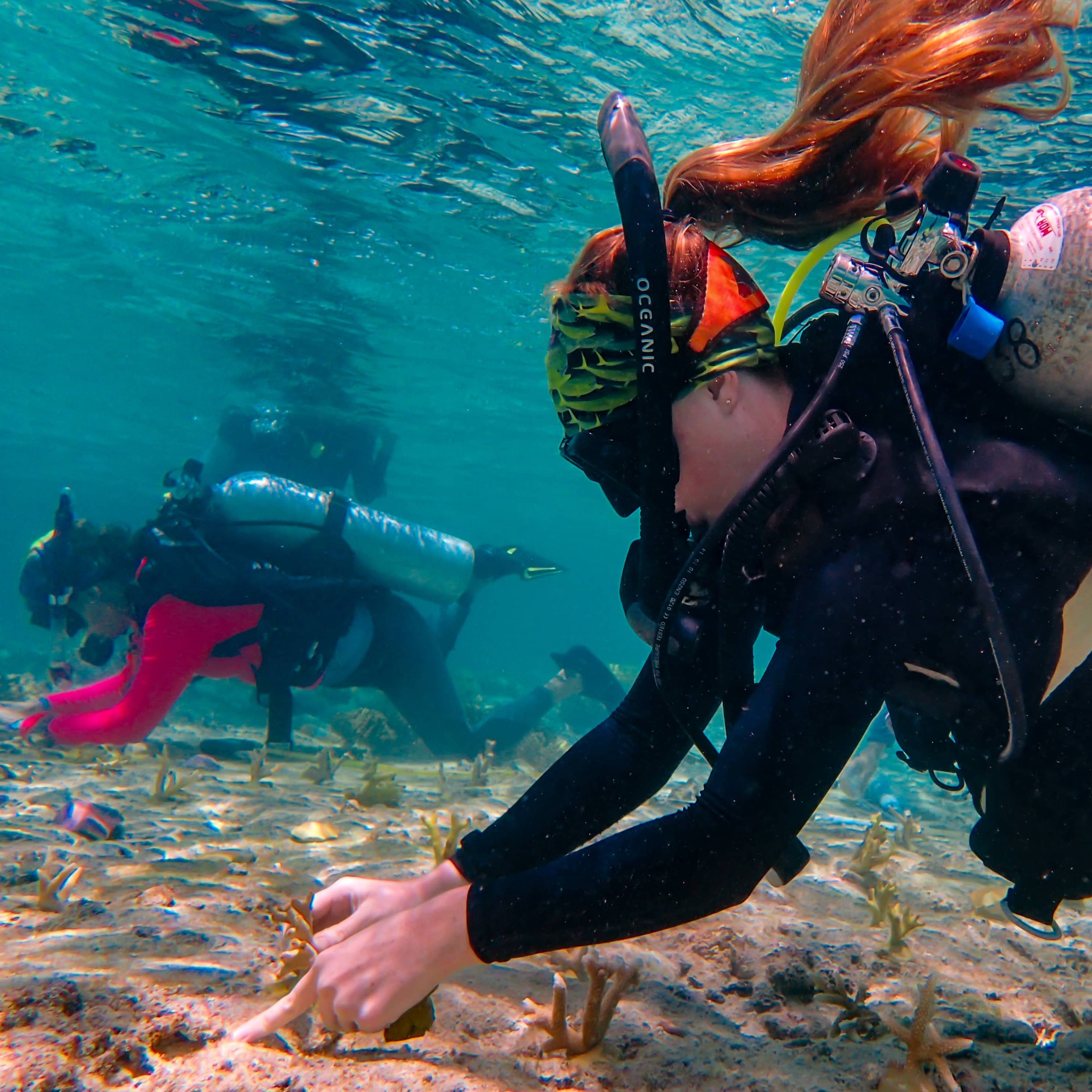 Guam NSF EPSCoR Lead Researcher Laurie Raymundo, left, and Guam NSF EPSCoR Graduate Research Assistant Grace McDermott plant coral fragments for a study that aims to identify species-specific responses to environmental change.
