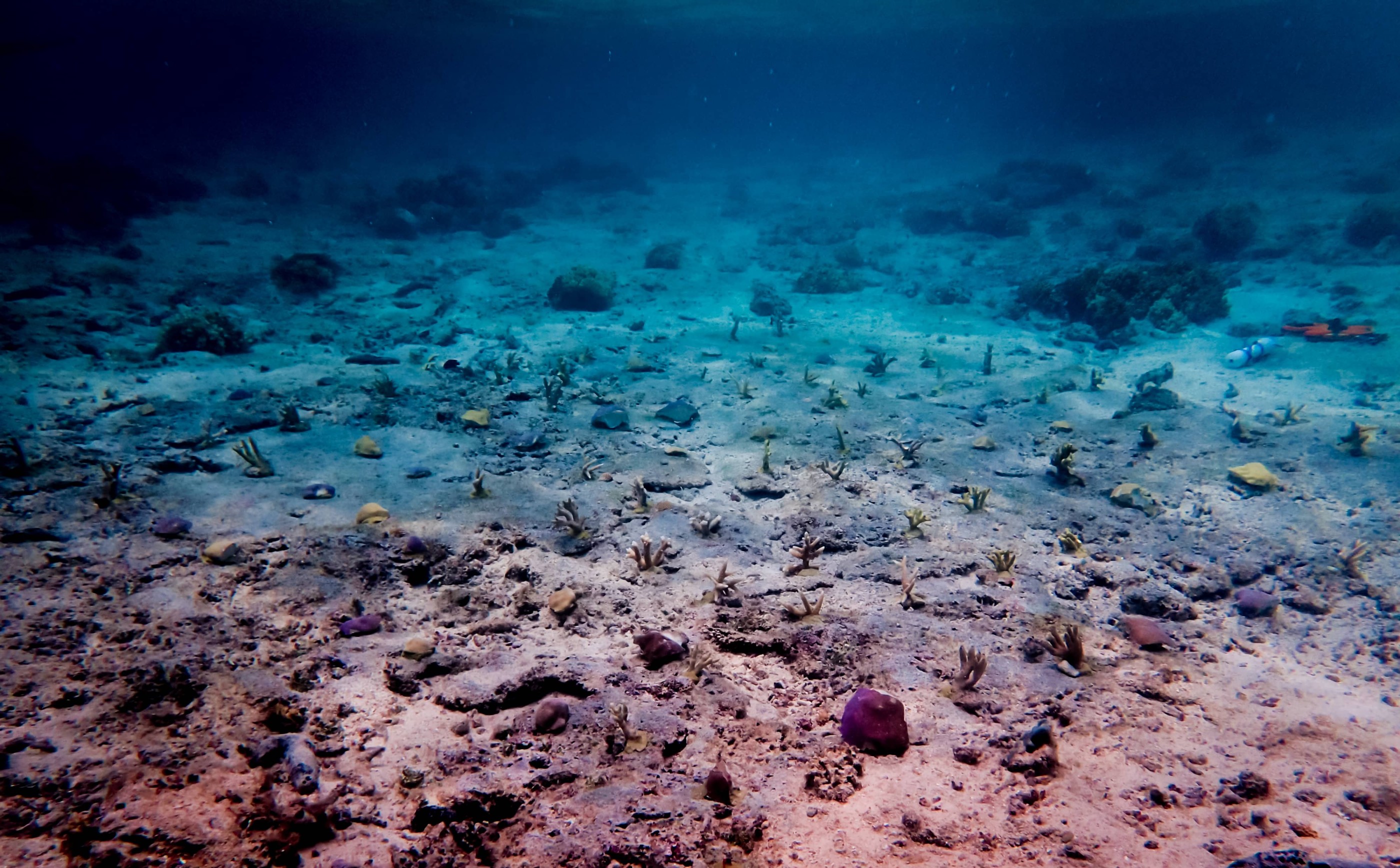 The Common Garden Project consists of four plots with a hundred coral fragments each planted in two sections of the Piti Marine Preserve. Each plot contains three habitat-forming coral species.