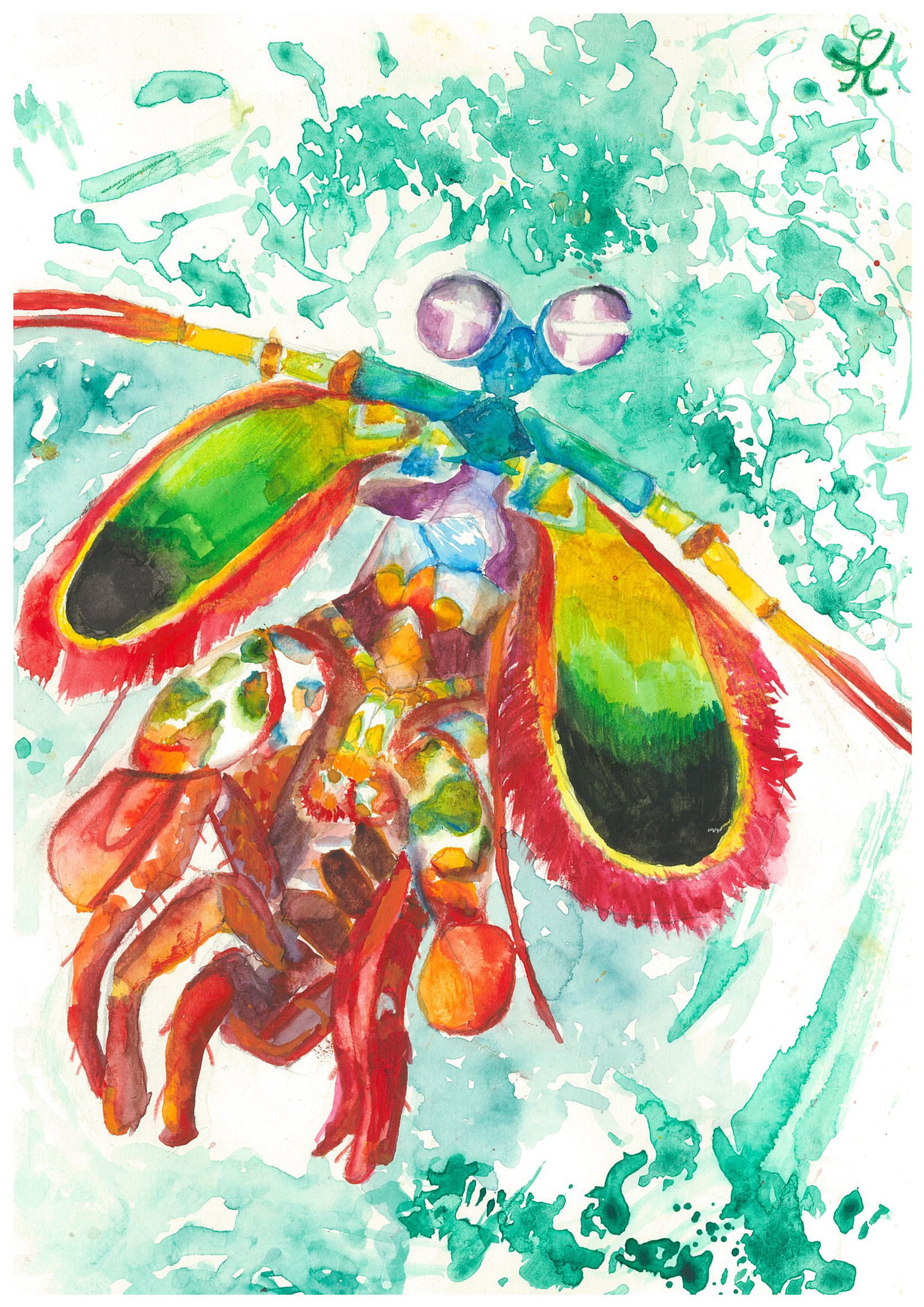 Kate King Manglona mantis shrimp watercolor is titled “Super Angry Rainbow of Death.”