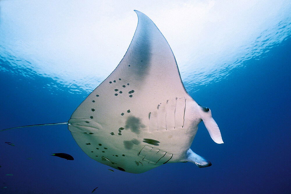 Yap is one of the only places in the world where divers have an excellent chance to dive with a manta ray any day of the year.