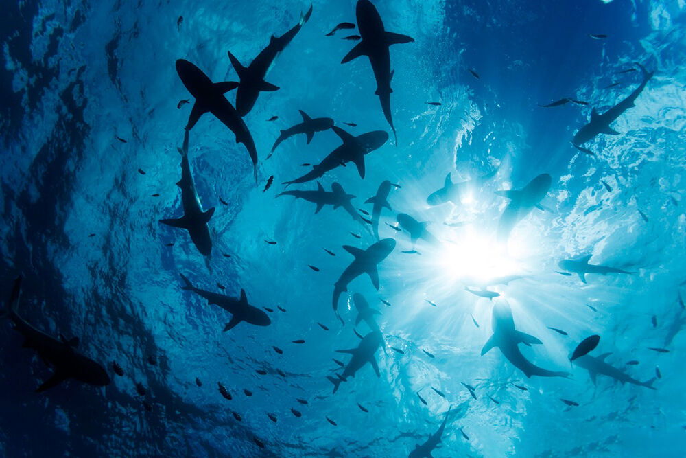 At Yap Divers’ signature dive site, Vertigo, scuba divers and snorkelers experience an abundance of reef sharks.