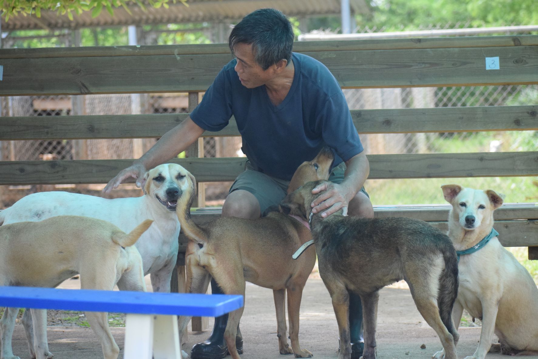Shelter Manager Yasuhito Taguchi takes a break with some of the dogs in the As Gonno shelter on Thursday