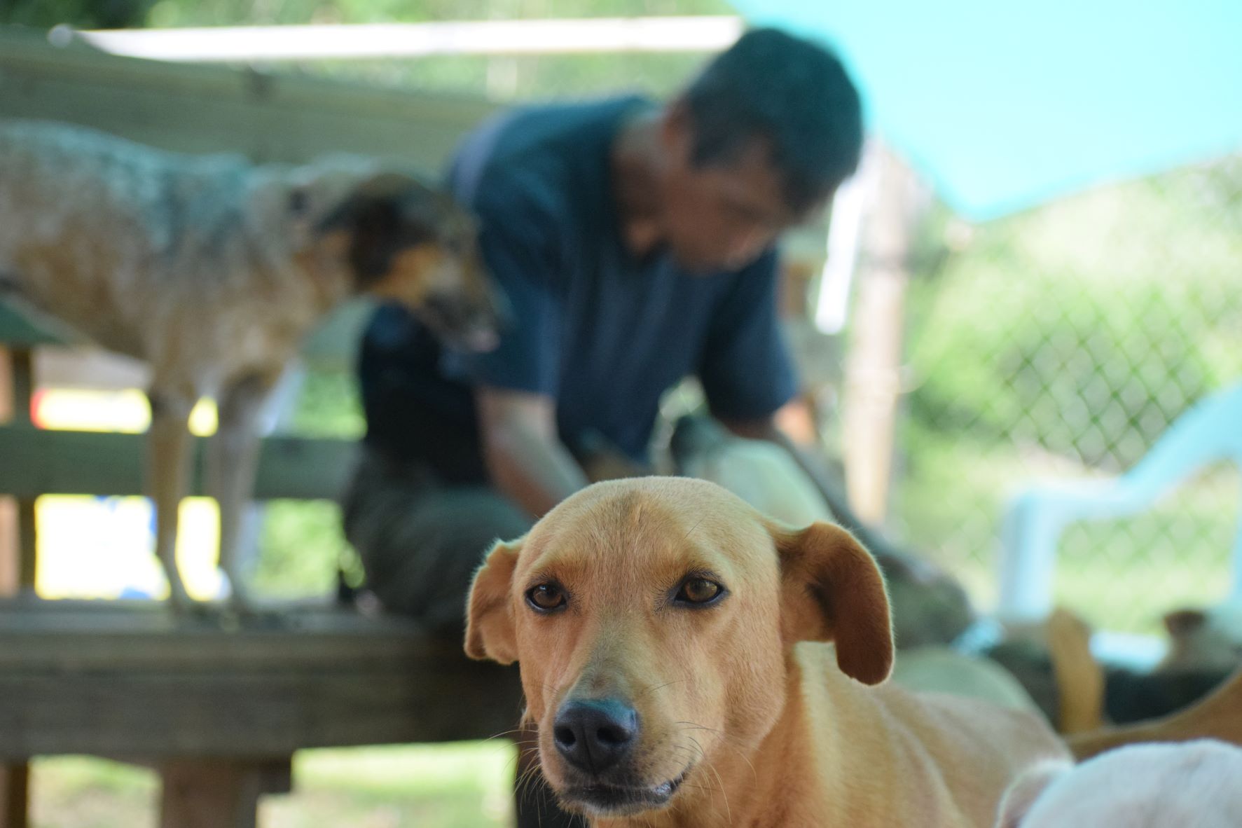 Yasuhito Taguchi, Saipan Cares for Animals shelter manager, takes a break with some of the dogs at the As Gonno animal shelter on Jan. 6, 2022.