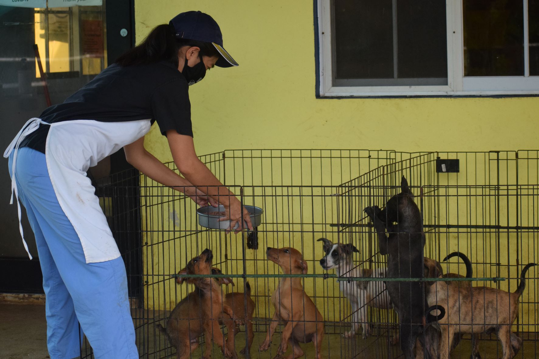 Shelter Manager Aileen Garcia feeds the puppies.