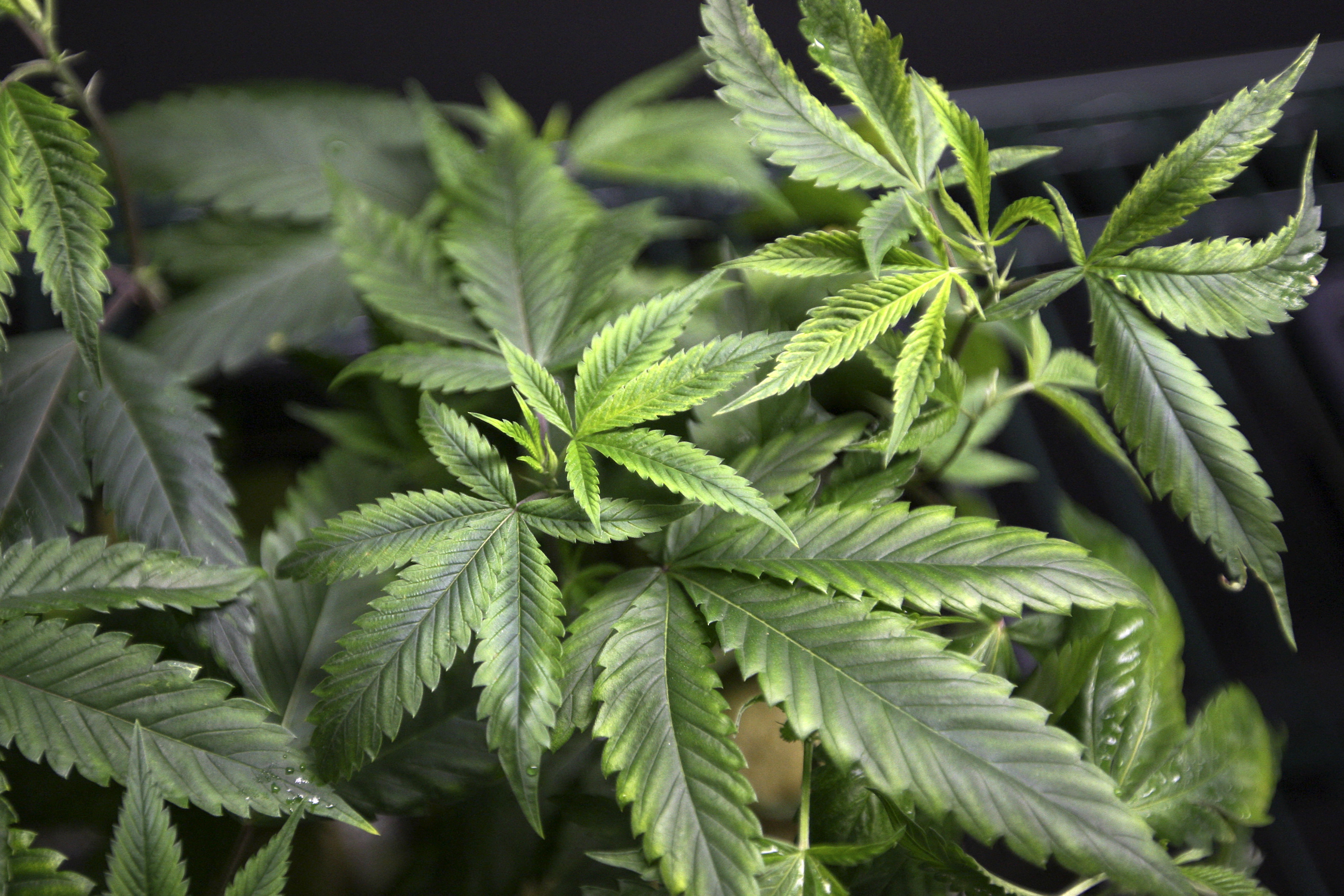 Marijuana plants for sale are displayed at the medical marijuana farmers market at the California Heritage Market in Los Angeles, California on July 11, 2014.