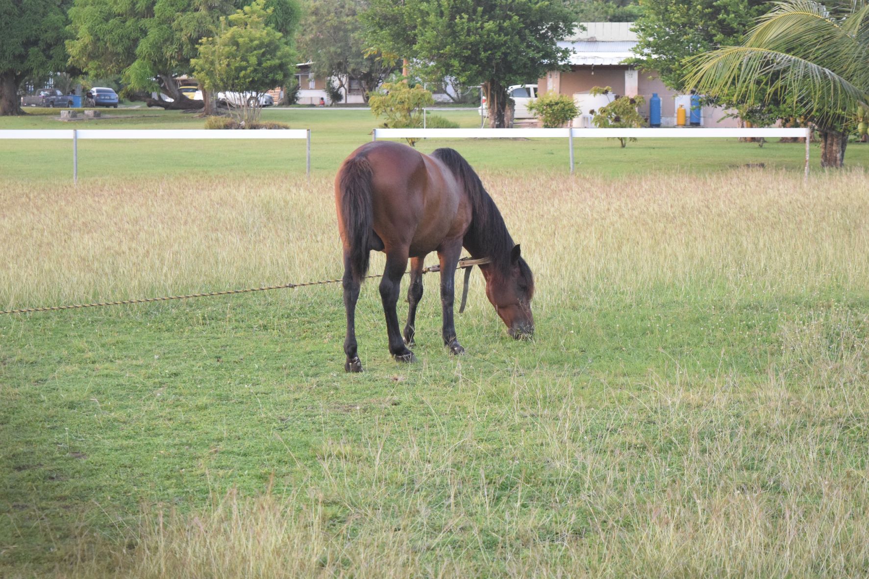 Children would love to meet Cookie the horse.