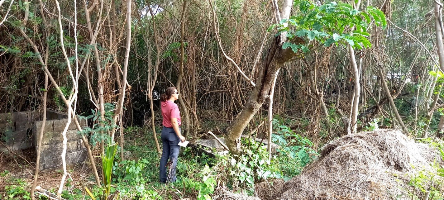 In adherence to CNMI and U.S Fish and Wildlife regulations, IRP Biologist Samantha Meyer surveys the area for possible threatened and endangered species and their habitats at the Fina Sisu CUC sewer line repair project site.