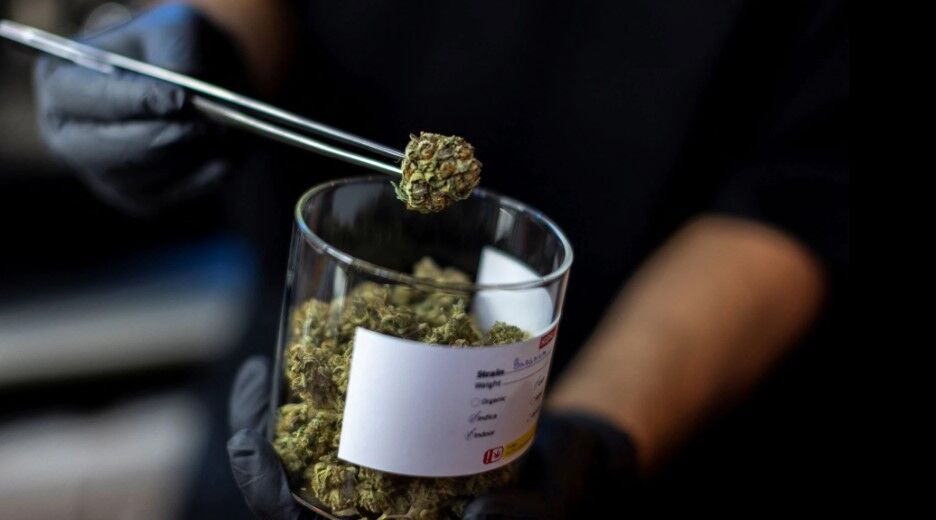 A Highland Cafe's staff holds up a piece of cannabis at the Highland Cafe on the first day of removing it from the narcotics list under Thai law in Bangkok, Thailand, June 9, 2022.