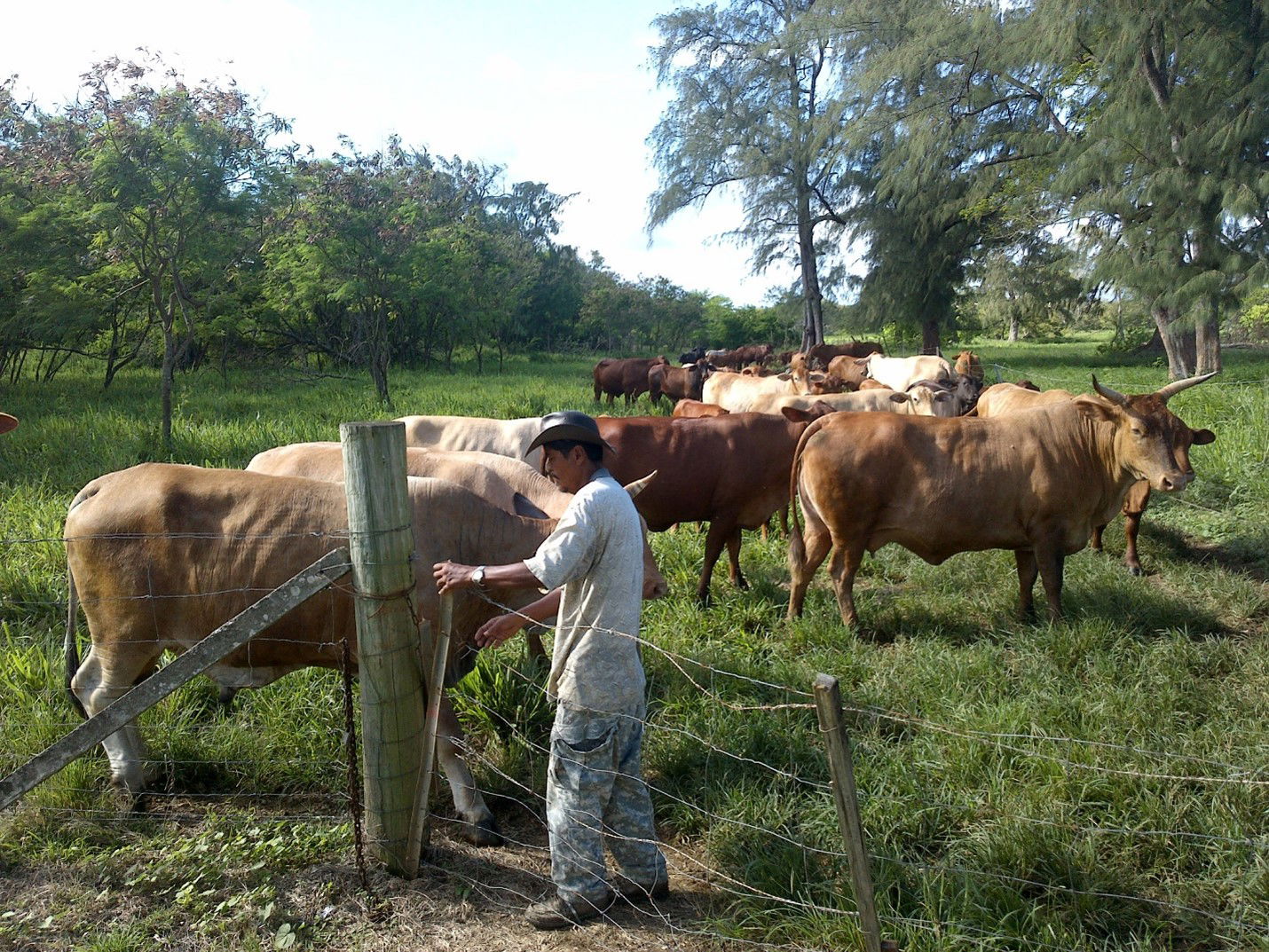 Jose Dela Cruz on his cattle ranch on Tinian.