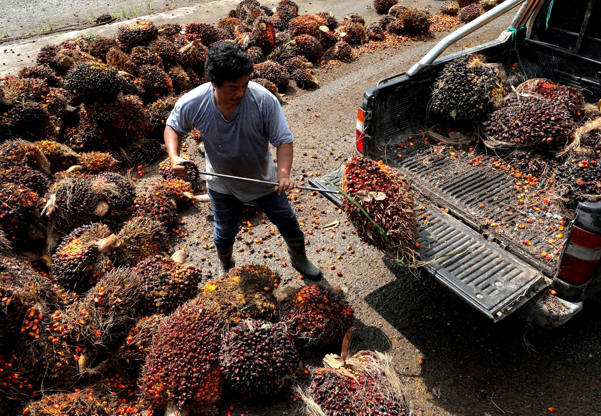 A worker unloads fresh fruit bunches of oil palm at the fruit collection center for smallholders in Banting, Selangor, Malaysia, June 10, 2022.