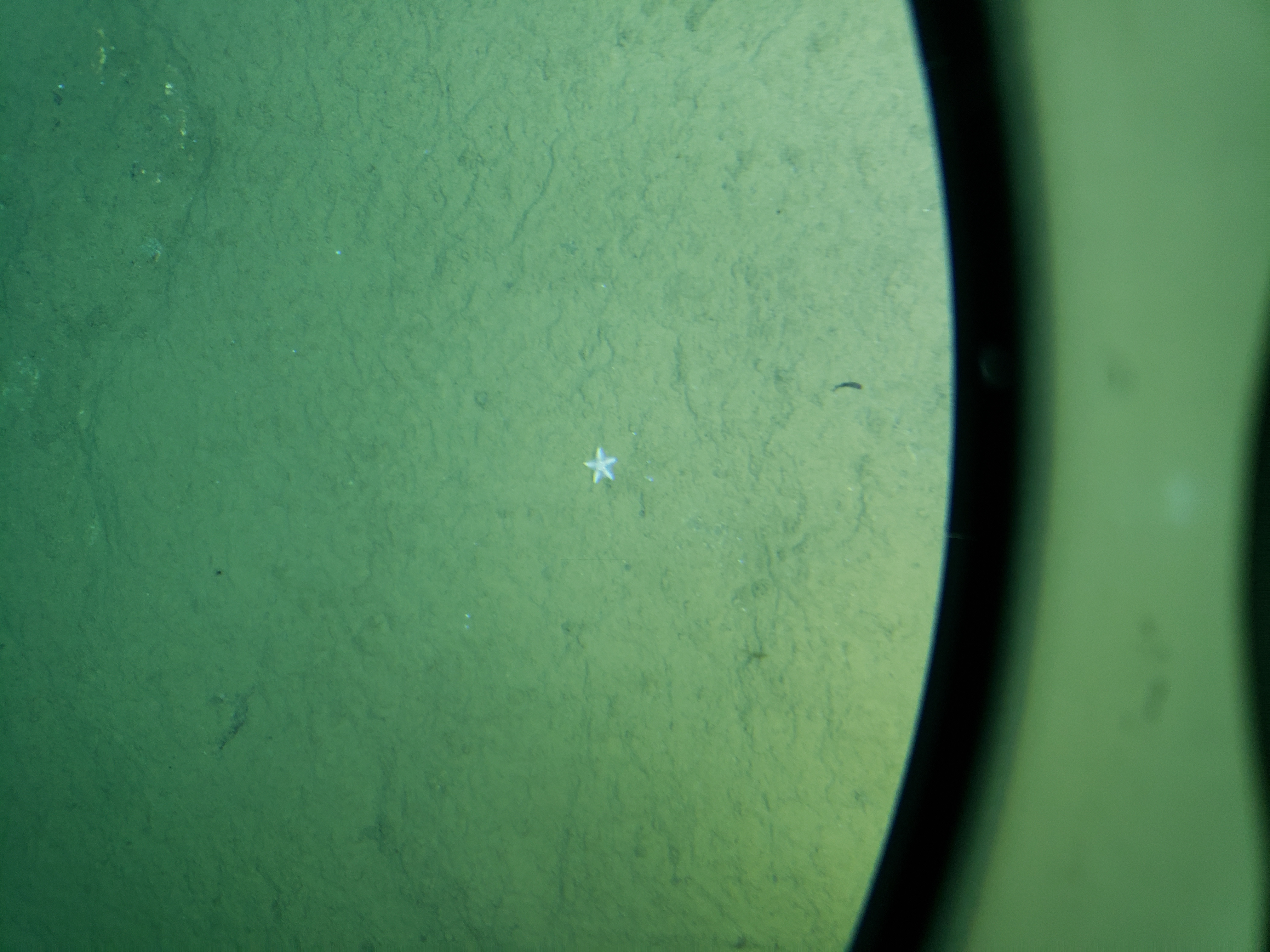 Starfish found at the bottom of the trench