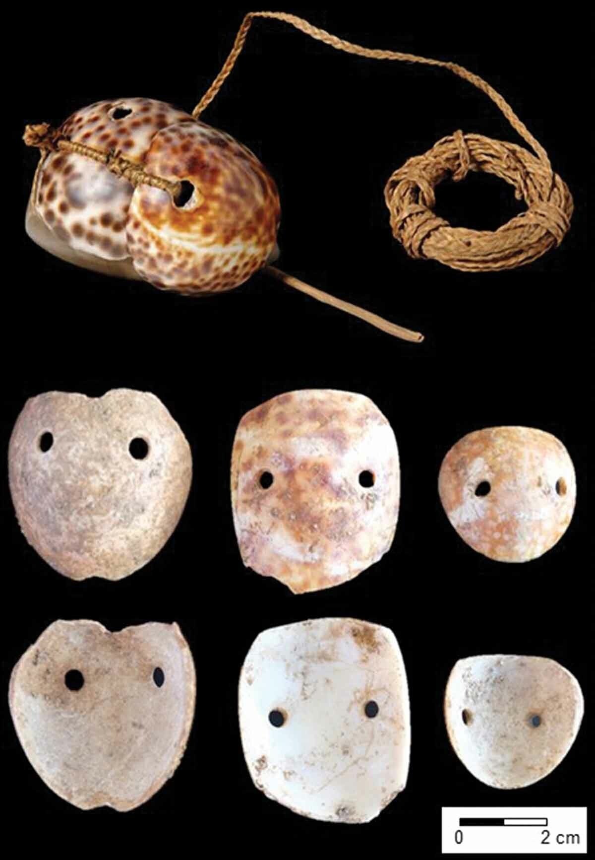 Top image: A re-created example of an ancient octopus lure from Tonga housed at the Pitt Rivers Museum in England. The lure is made from two cowrie shells, each with drilled holes, bound to a stone sinker using a fiber cord. Lower images: Exterior and interior views of cowrie shell octopus lures, from left, House of Taga in Tinian, 1100–500 B.C.; Unai Bapot in Saipan, 1500–1100 B.C.; and the House of Taga in Tinian, 1500–1100 B.C.