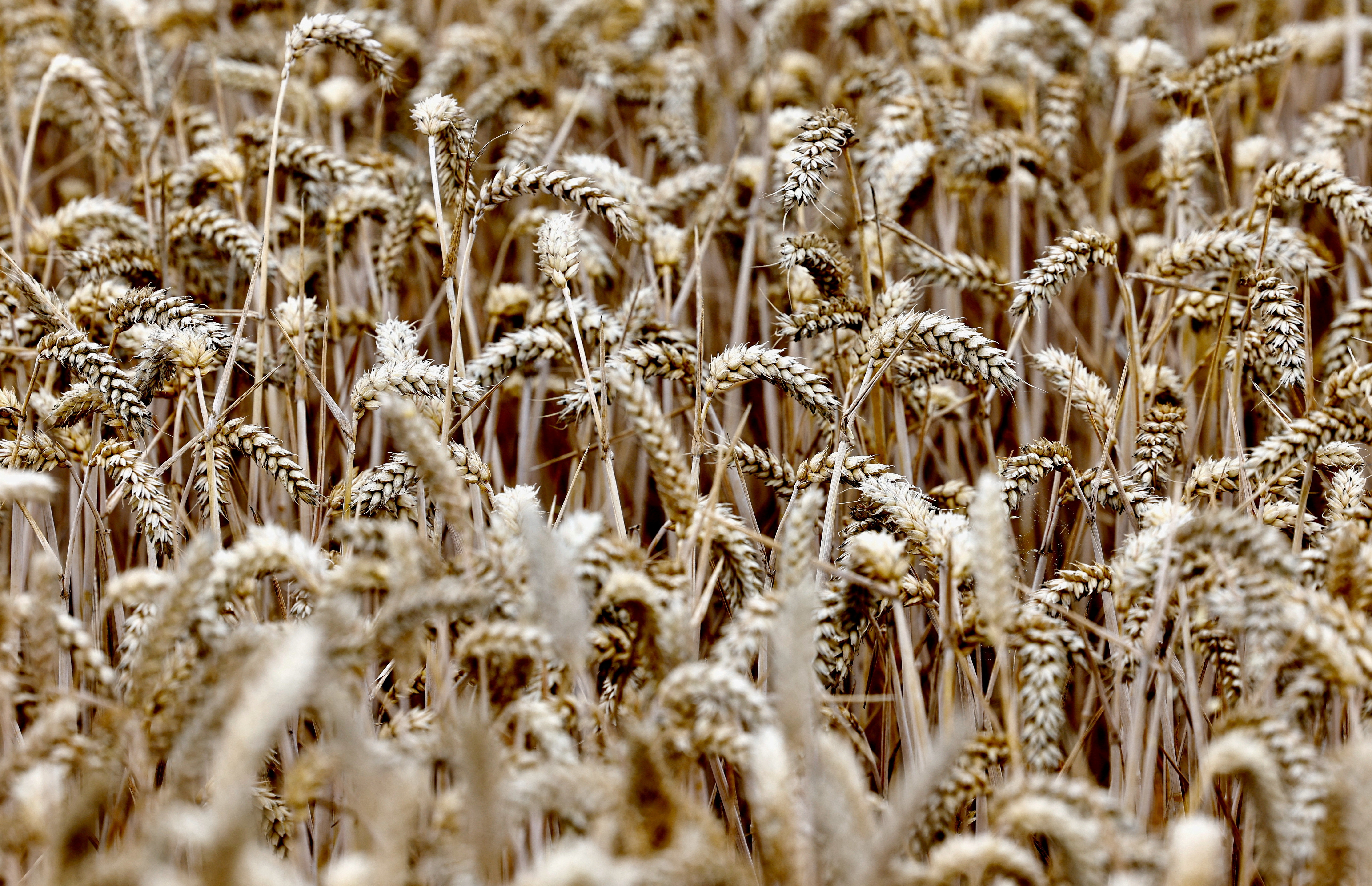 A detail view of a wheat field in Perwez, Belgium, July 28, 2022.