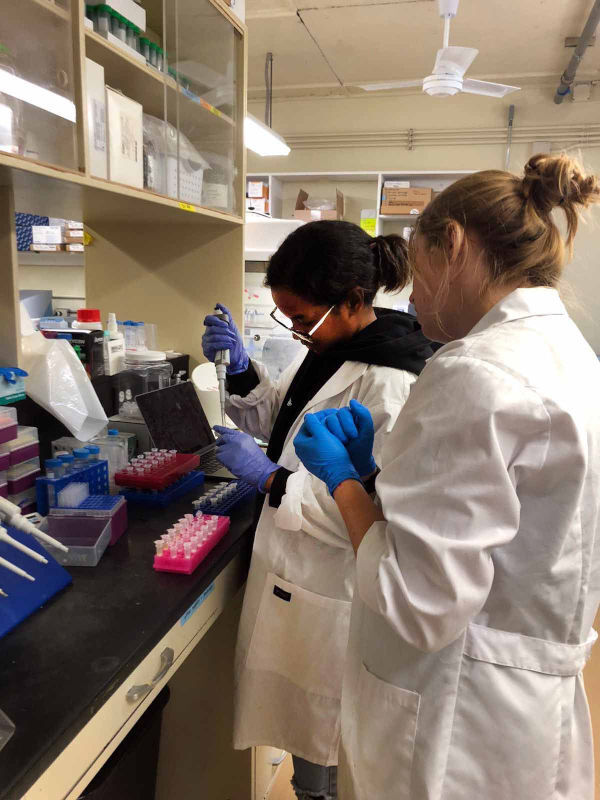 Northern Marianas College intern Richelle Ramon and UOG graduate assistant Mikay Reuter conduct a heat-stress experiment in August 2022 in the Island Evolution Lab at UOG's Marine Lab.