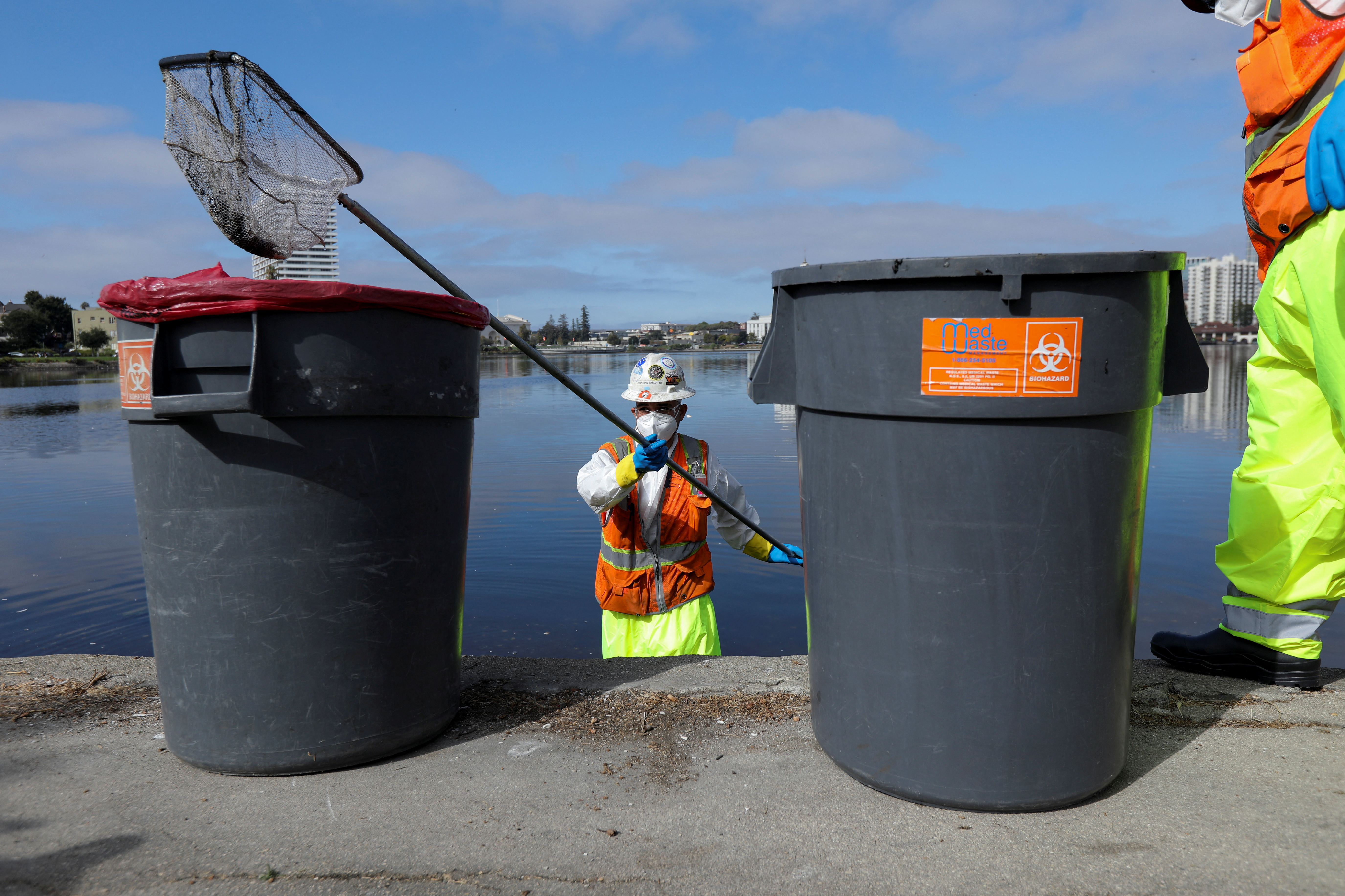 A cleanup worker contracted for the city of Oakland collects dead fish and places them in garbage cans along the shore of Lake Merritt in Oakland, California, Aug. 31, 2022.