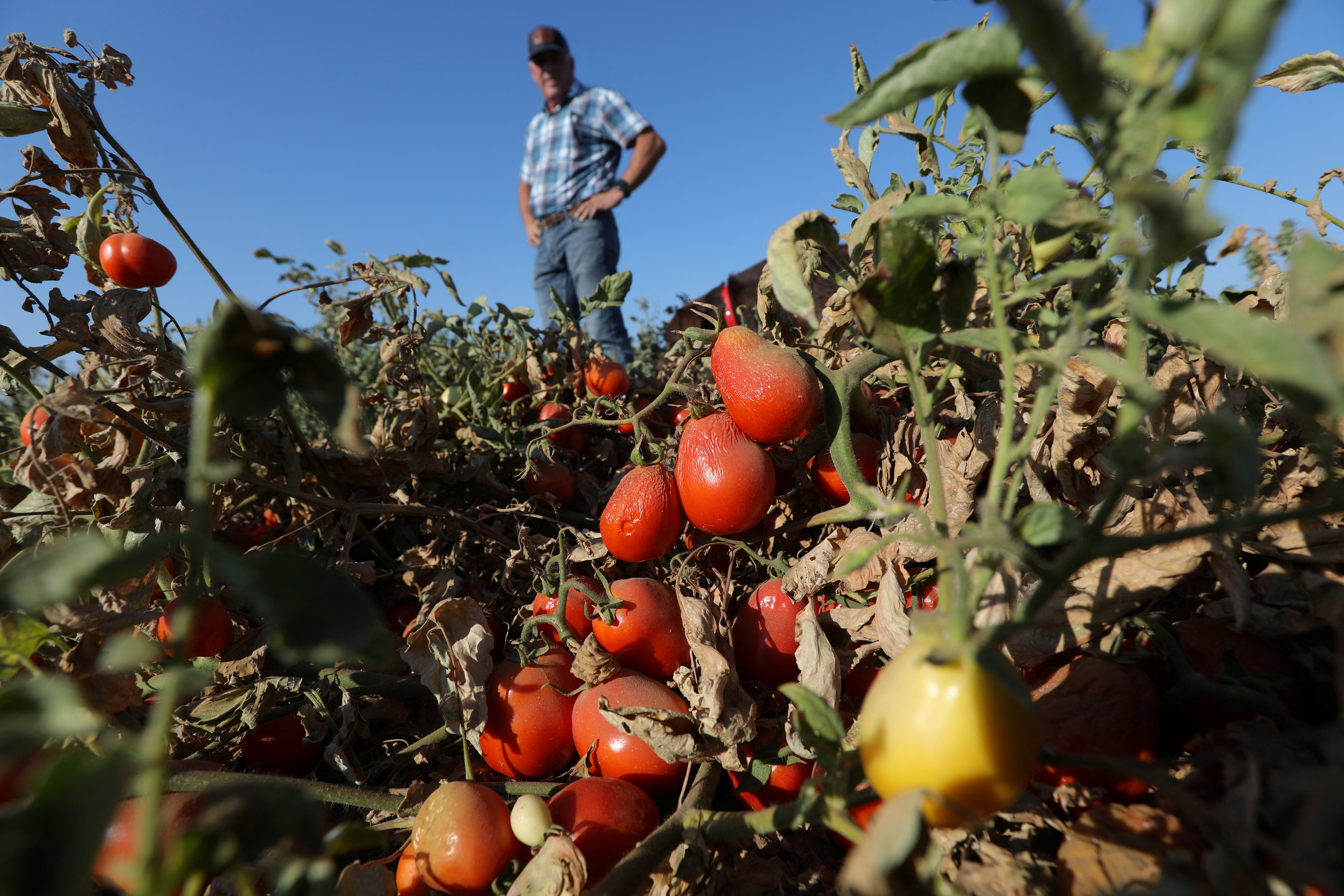 Processing tomatoes dried up by heat and drought hang on vines on a farm belonging to farmer Aaron Barcellos in Los Banos, California, Sept. 6, 2022.