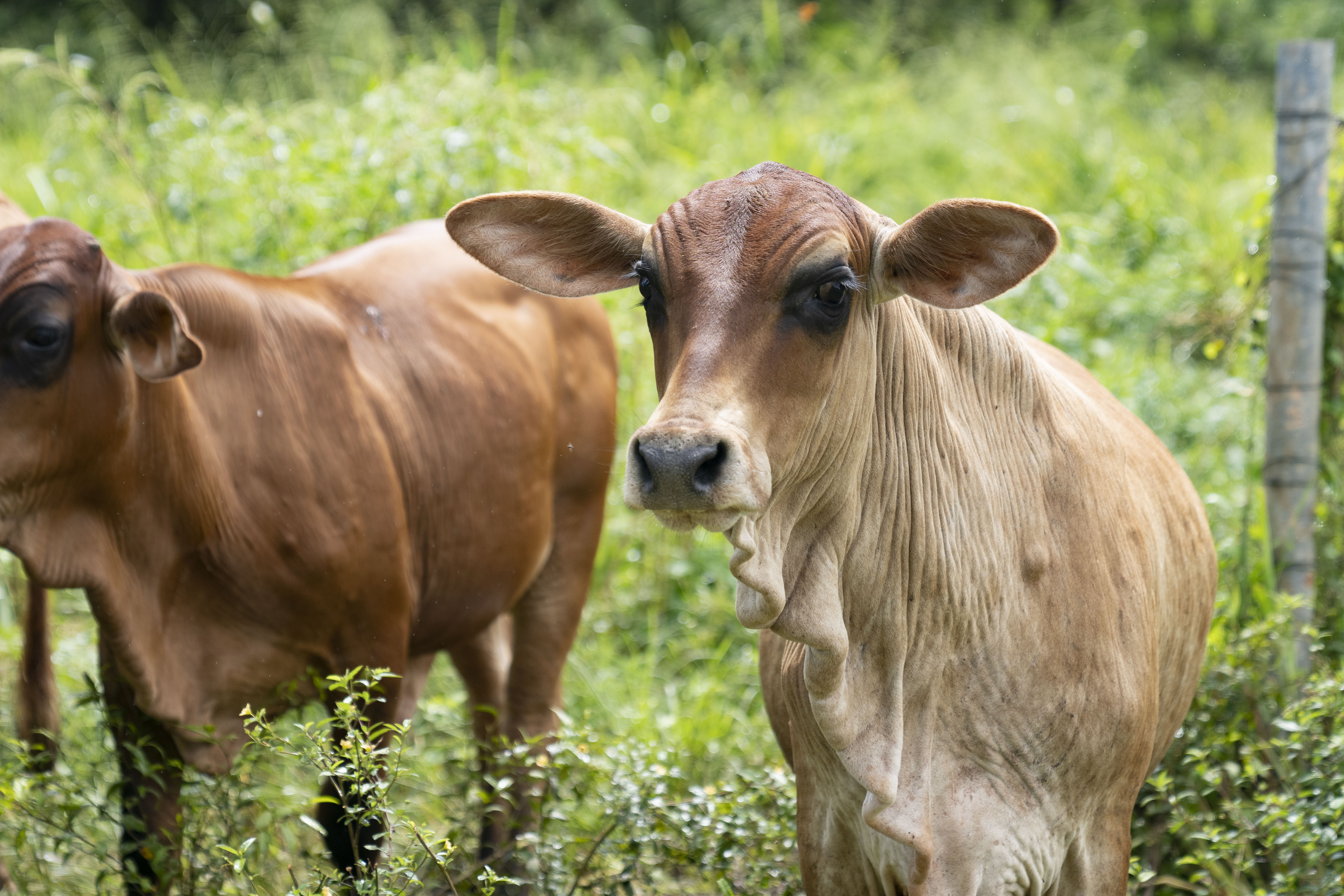 Cattle from Tinian Cattlemen’s Association President Jose Dela Cruz's ranch.