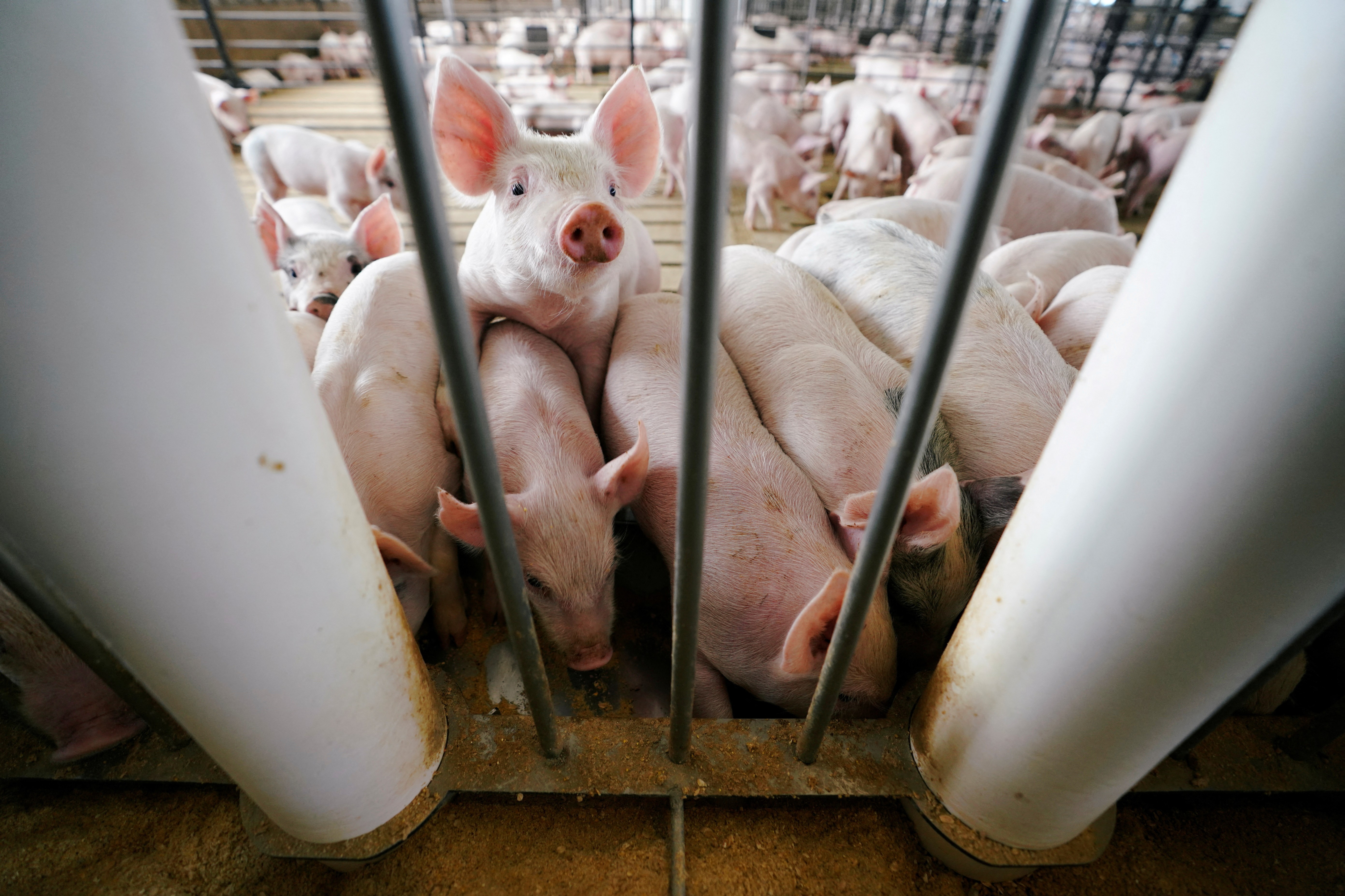 Young pigs feed in a pen during a hog farm tour in Ryan, Iowa, May 18, 2019.