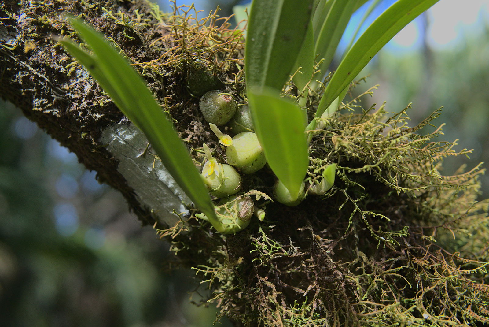 Bulbophyllum raulersoniae orchids, known only to grow in Guam and Rota, produce a solitary flower of about 1 cm in size. The species, one of four orchids known to be endemic to the Mariana Islands, was formally described and named this year in Orchideen Journal by University of Guam graduate student Charles “CJ” Paulino as well as by UOG alumnus Benjamin Deloso and Australian taxonomist Jim Cootes.