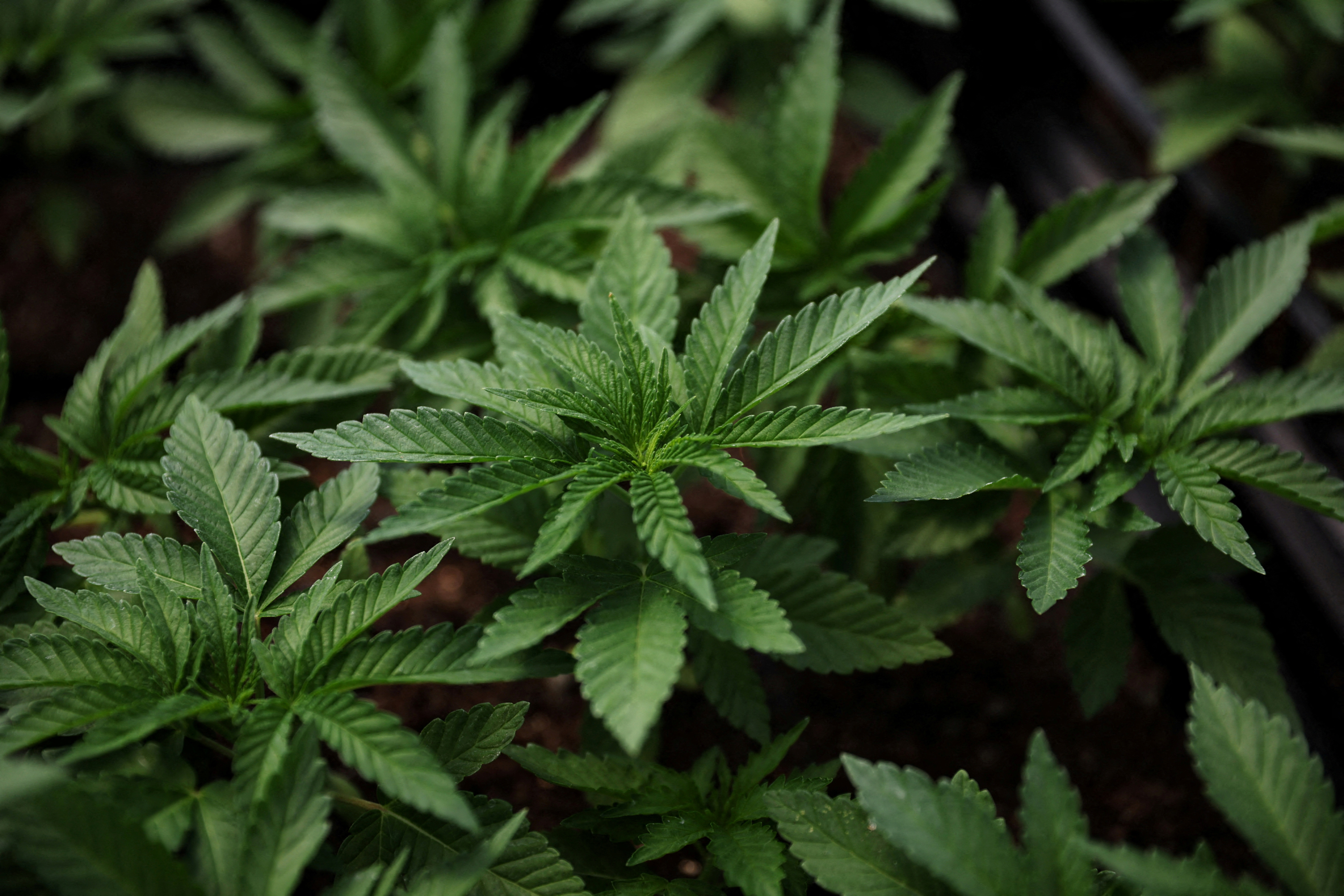 Marijuana plants for the adult recreational market are seen inside a greenhouse at Hepworth Farms in Milton, New York, July 15, 2022.