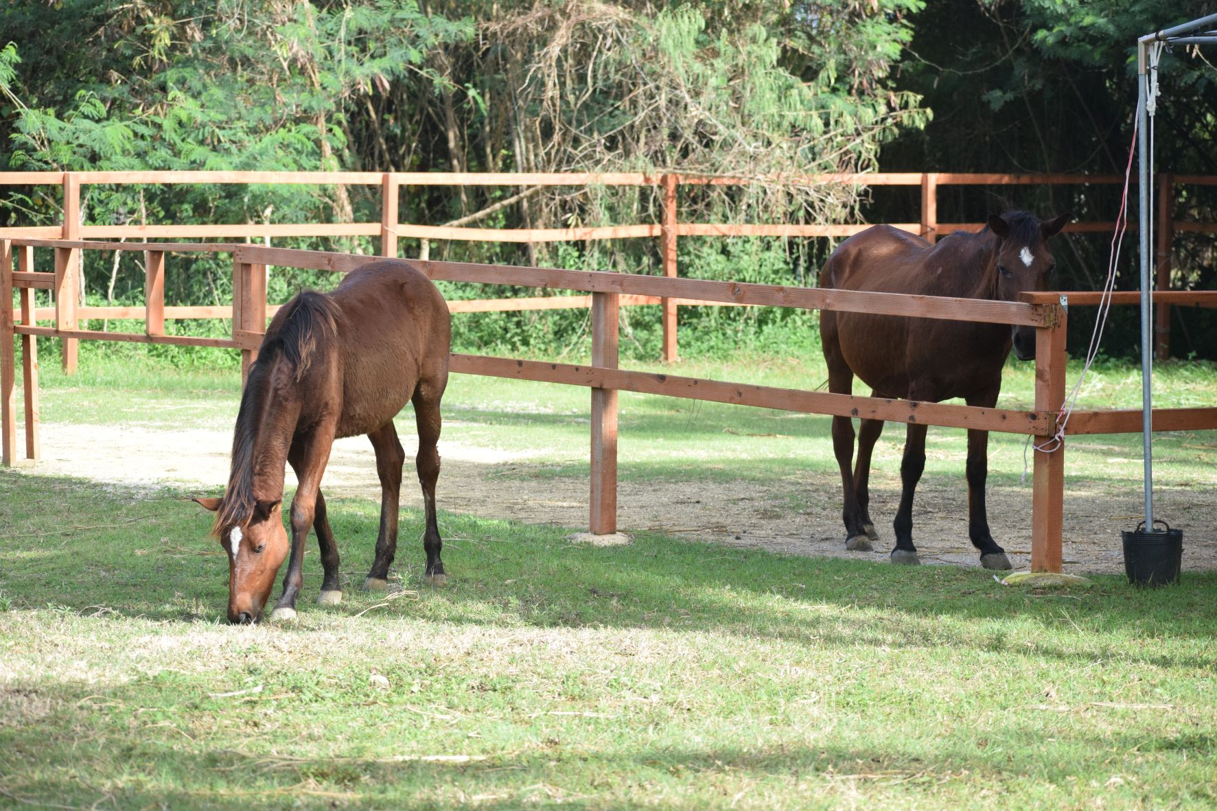 Spirit and Dragon are two of the horses of Kagman-based Saipan Horse Course, one of the BOOST grant recipients.