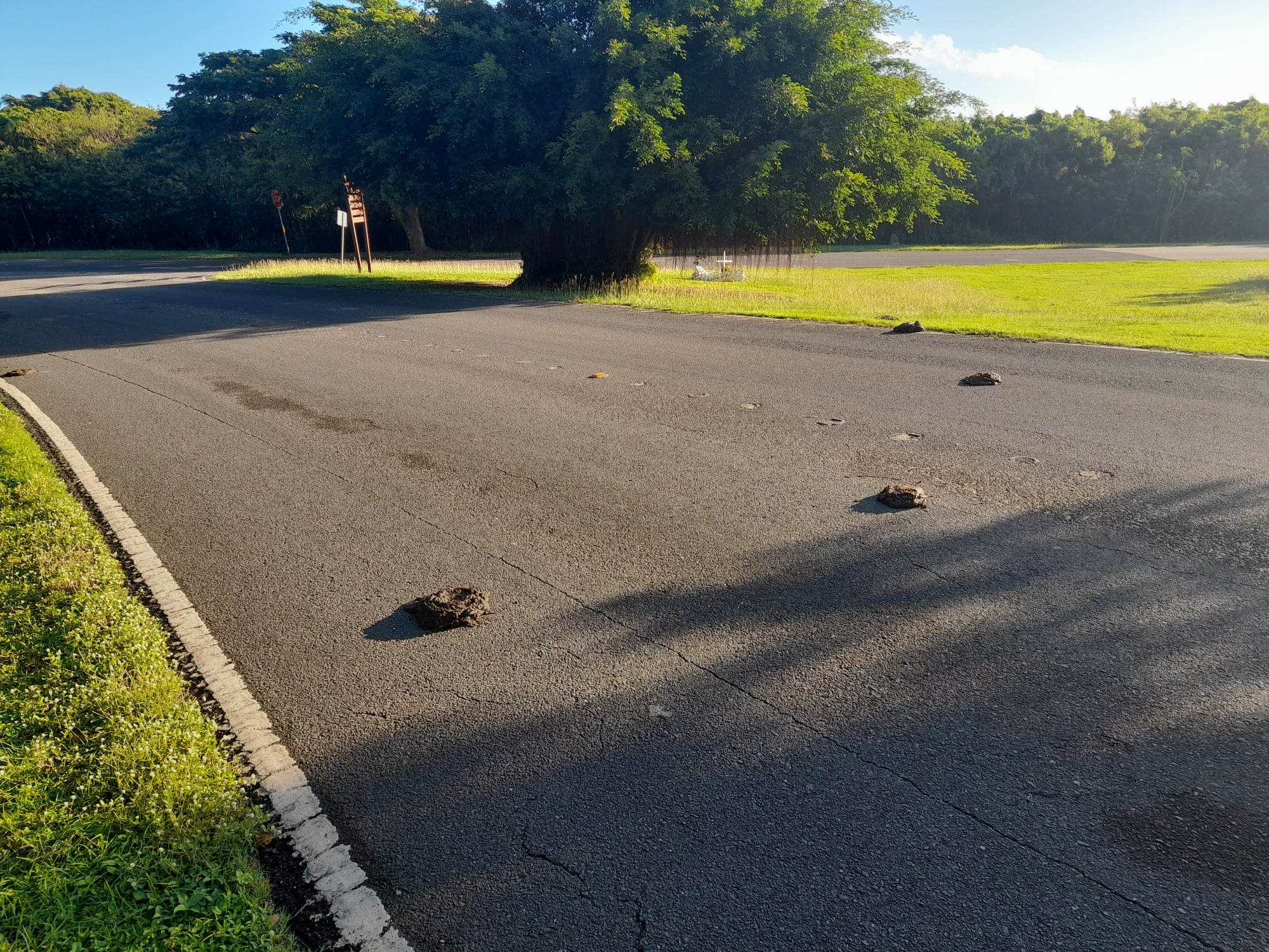 Cow manure can be seen on the road near the entrance to the Grotto diving spot in Marpi.