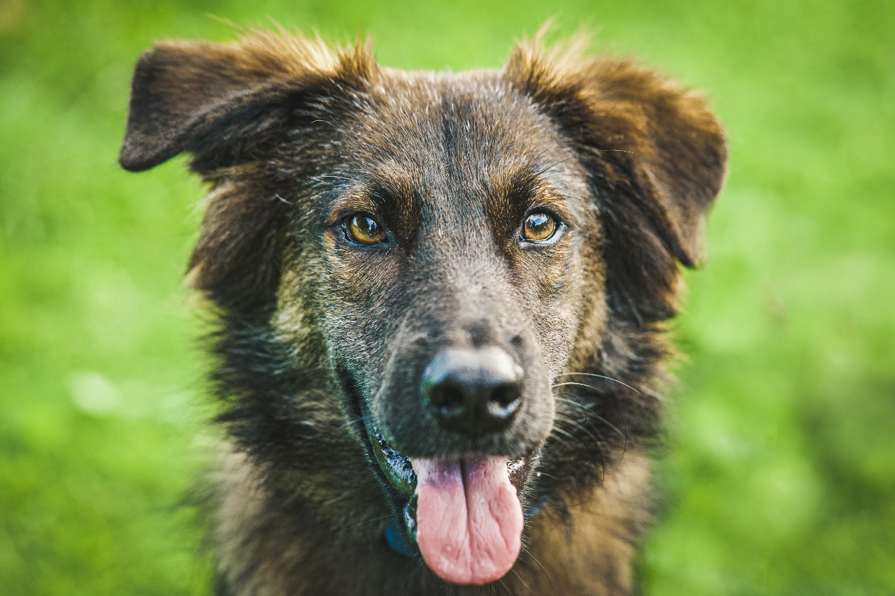 This dog is going to travel from Saipan to the mainland U.S. on Monday.