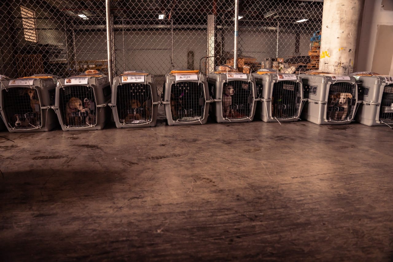 These dogs were transported by Boonie Flight Project from Guam to the mainland US.