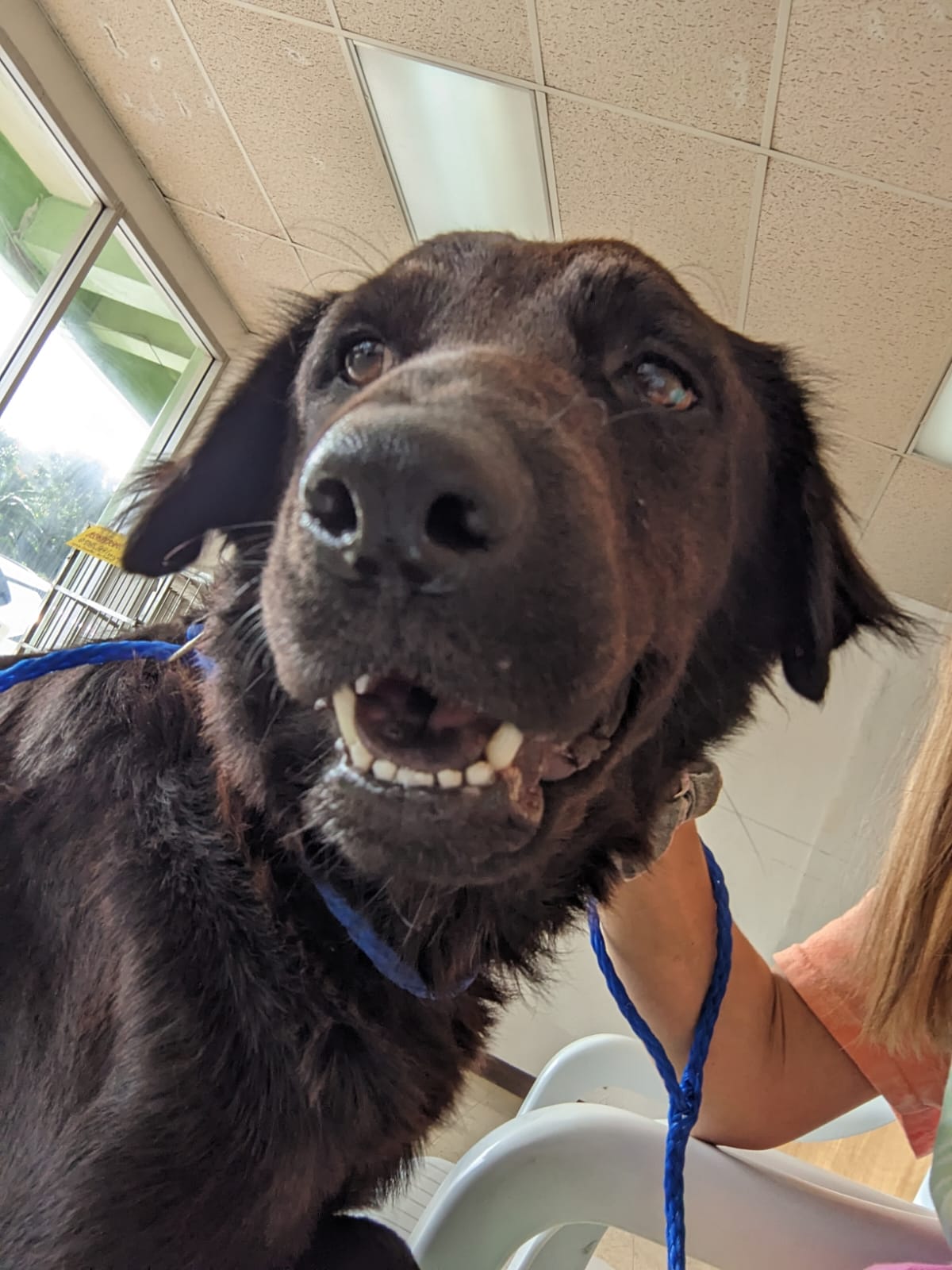 She is an adult Labrador/golden retriever mix with curly black hair and the best personality. She loves kids and is great on the leash, in the car. She’s such a good girl!