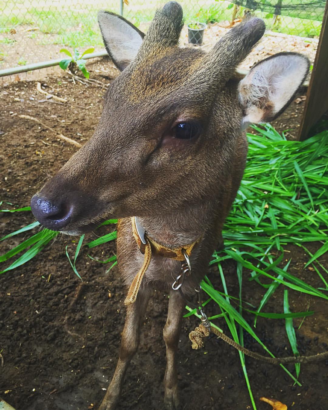 Sambar deer