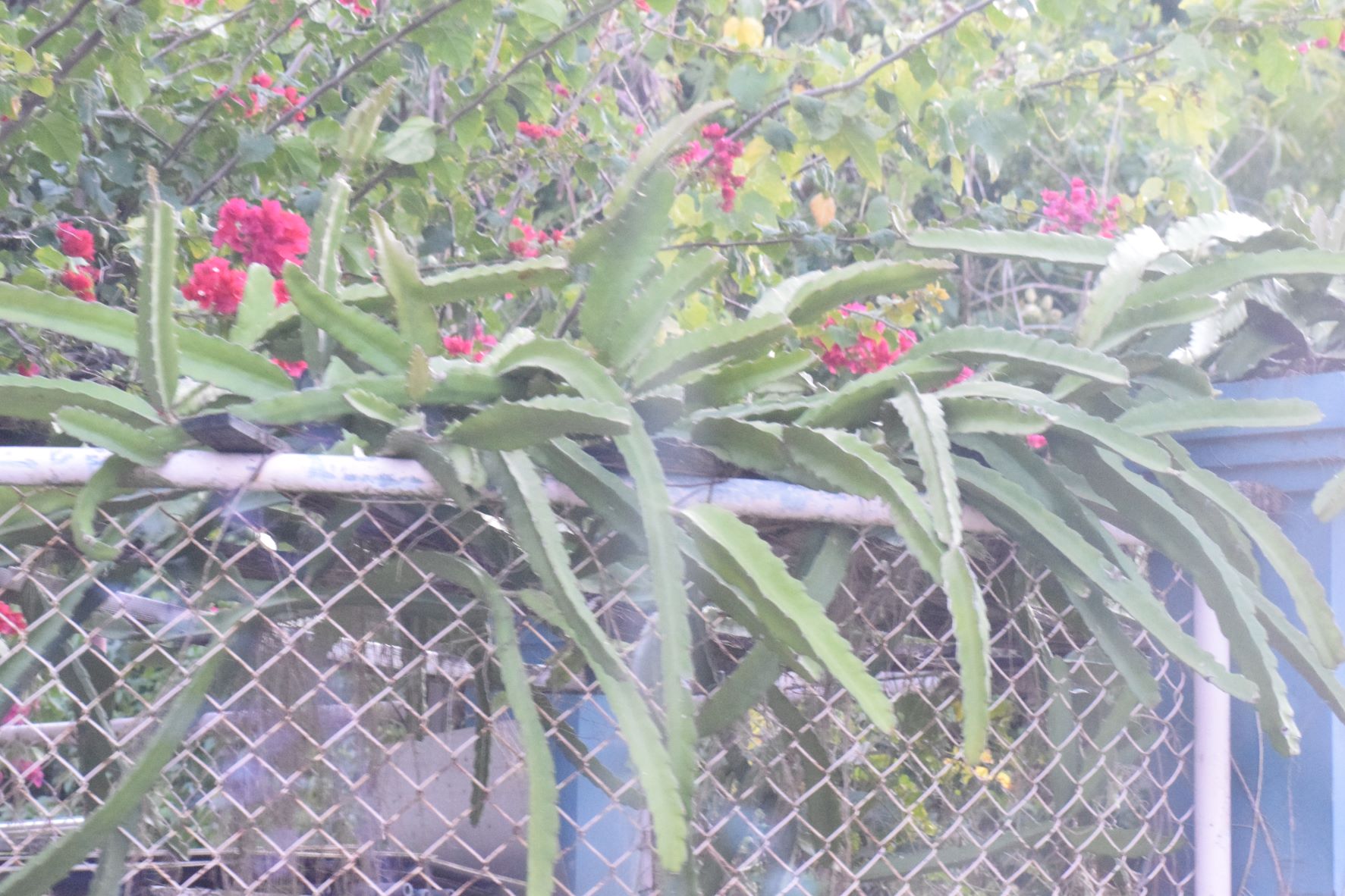 A dragon fruit plan in Garapan.