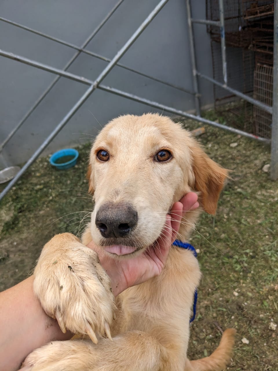 The yellow fluffy dog is a golden retriever mix. She is eight months old and playful, very sweet and loves attention