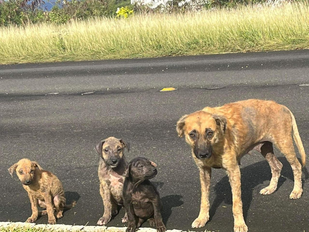 Three puppies and their mother dog were found by Dr. Sarah Lewis on the road to Marianas Trekking in Marpi.