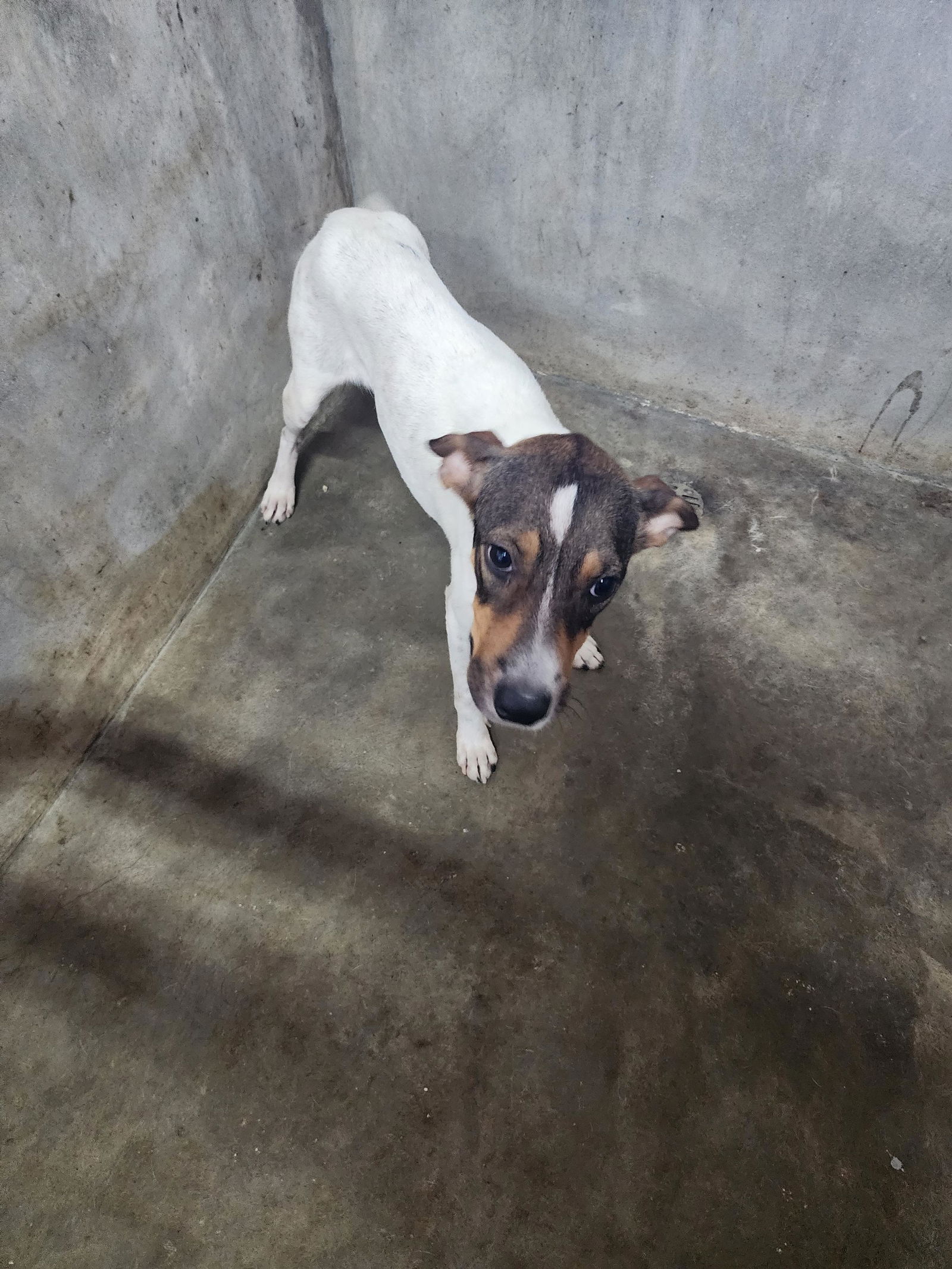 Please give this dog a “forever home.” For more information, visit the Saipan Mayor’s Office Dog Shelter or call (670) 234-3647 (DOGS).