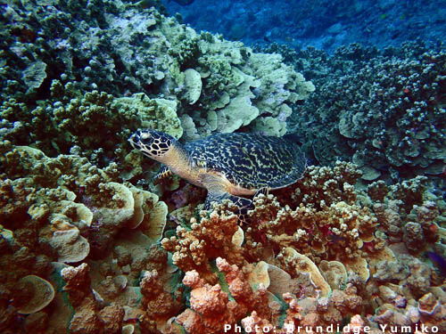 *All images shown are property of the DLNR Sea Turtle Program and research activities are permitted under permit.