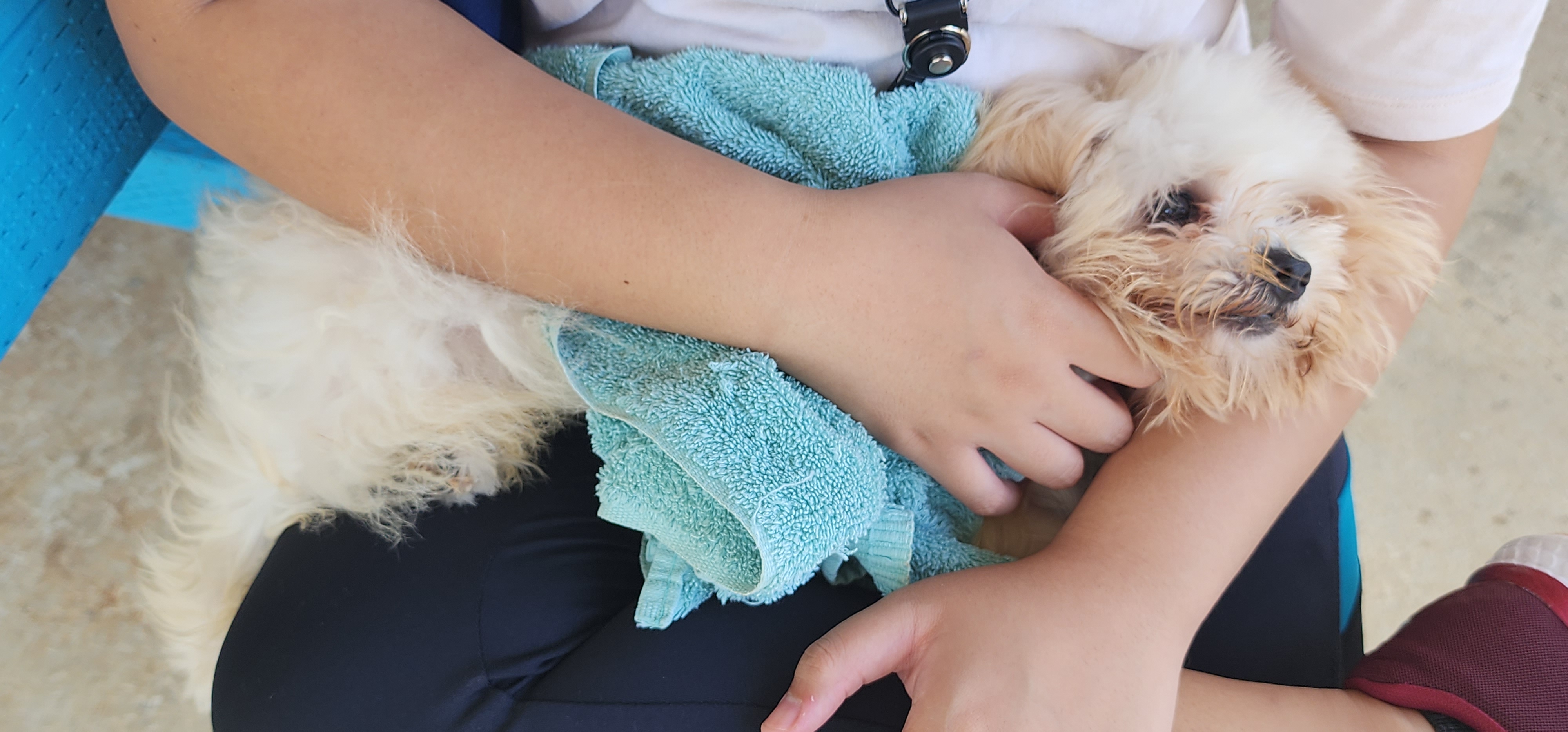Codie snuggles with her owner