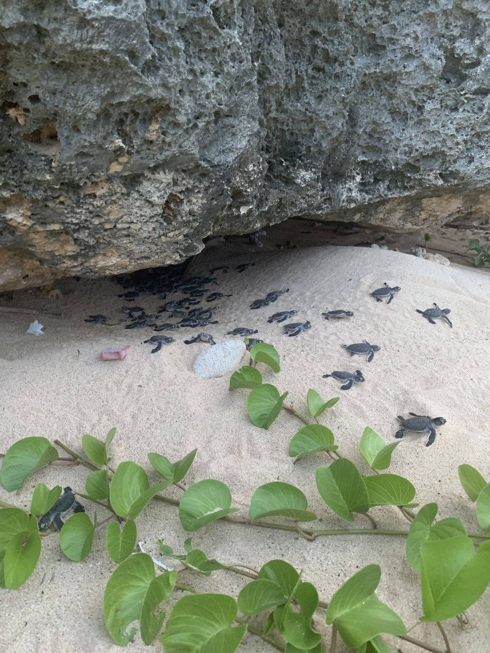 *All images shown are property of the DLNR Sea Turtle Program and research activities are permitted under permit.