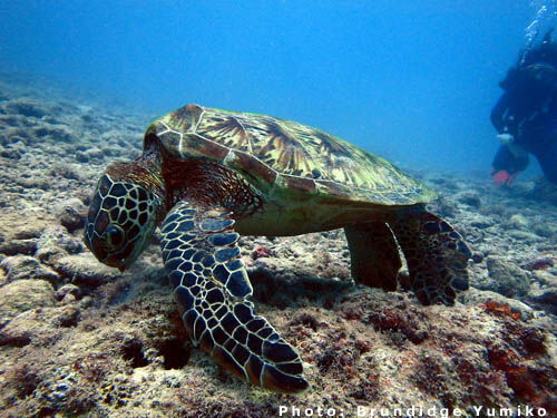 *All images shown are property of the DLNR Sea Turtle Program and research activities are permitted under permit.
