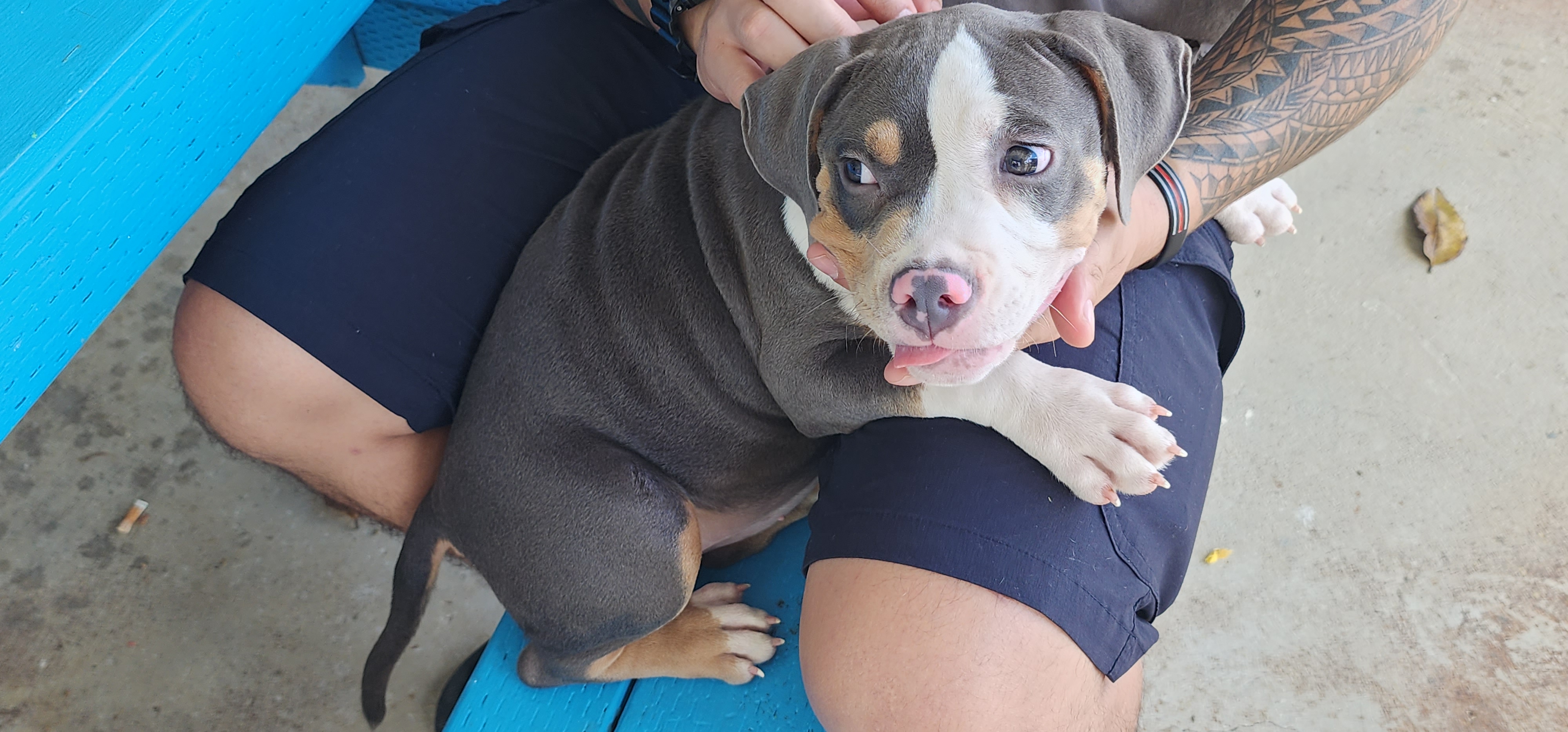 The owner of this 3-month-old American pit bull is grateful to the Saipan Humane Society for conducting a clinic.
