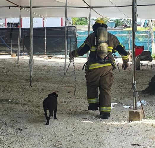 A responder with the Guam Fire Department leads a dog that was tied to an area near a structure fire Wednesday afternoon, April 12, 2023, in Dededo.