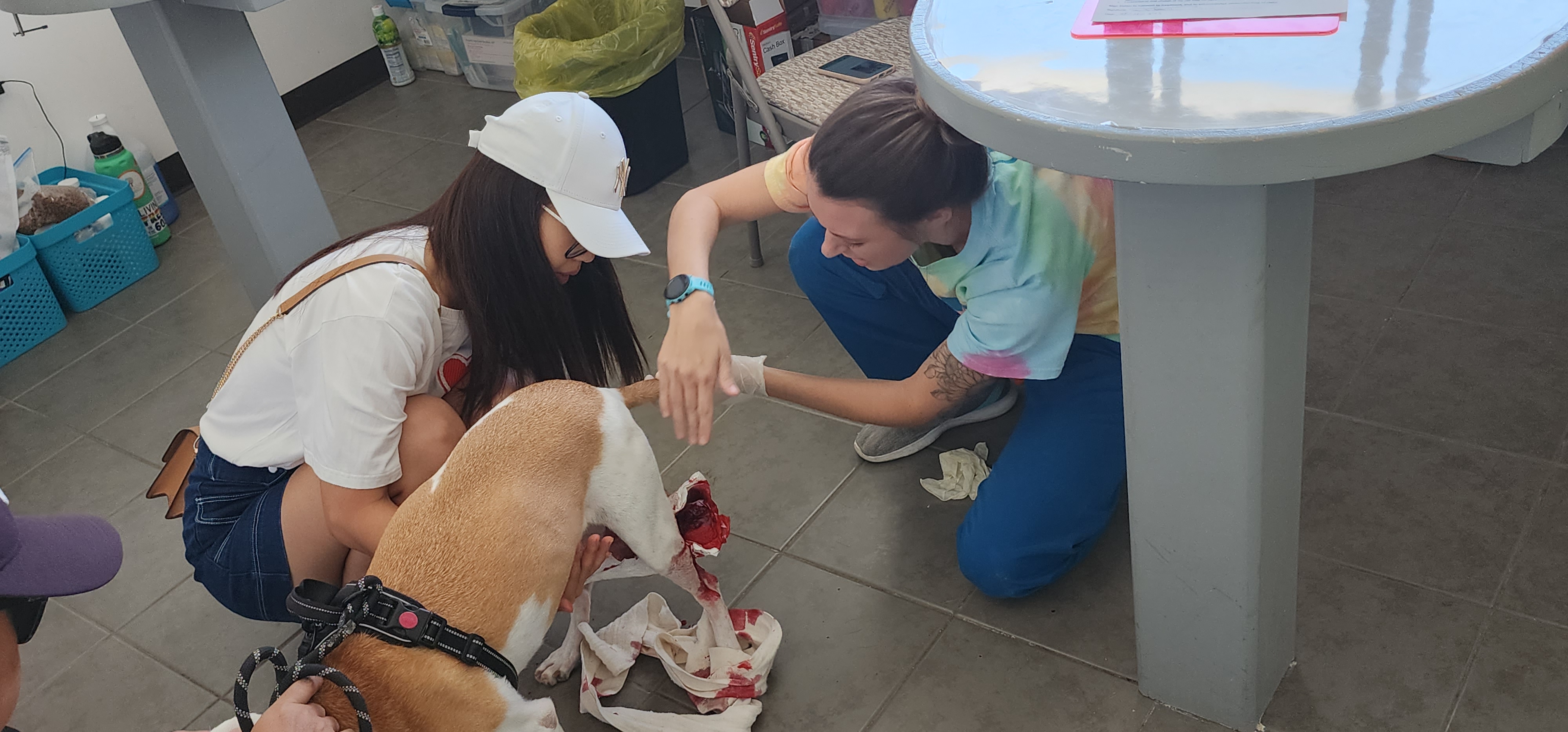 Lauren Cabrera, Saipan Humane Society founder, examines a wounded dog.