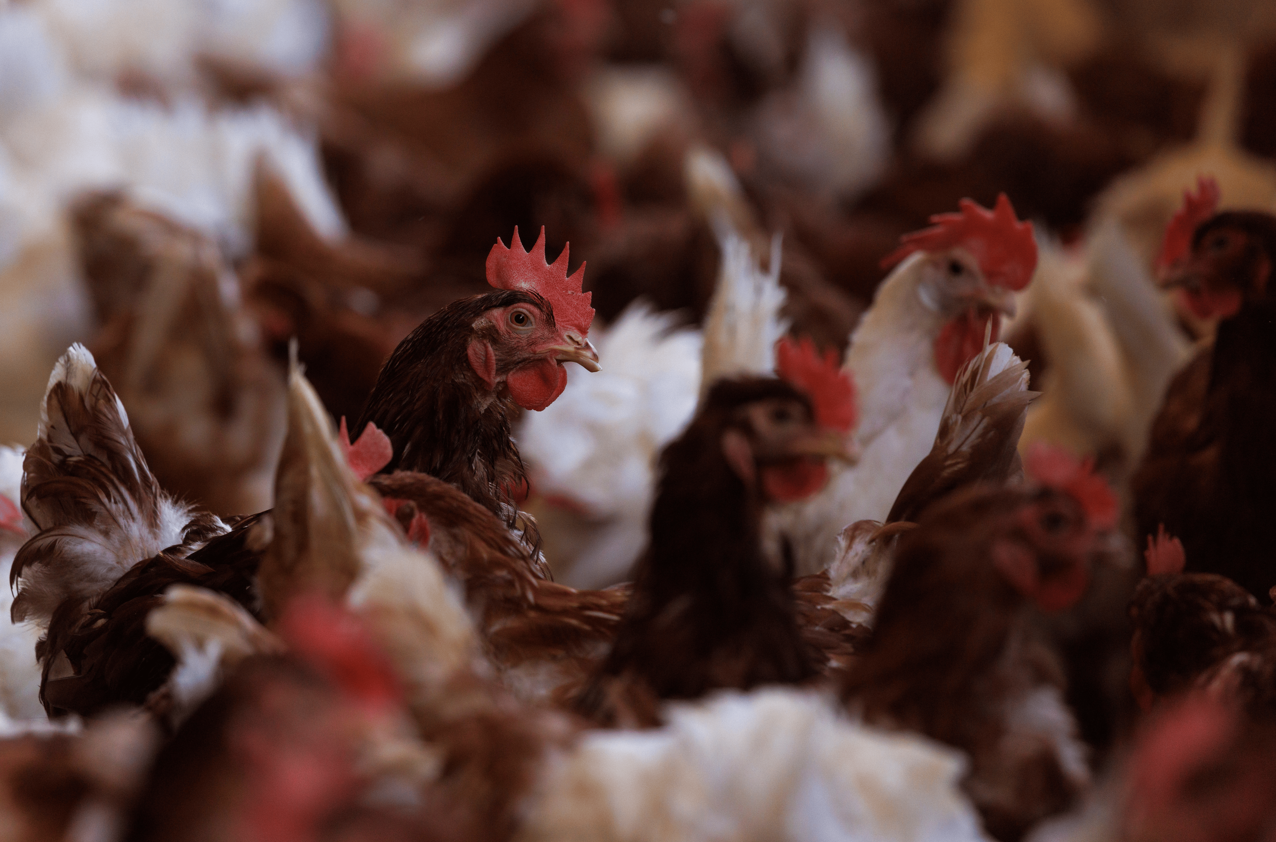 FILE PHOTO: Cage-free chickens are shown inside a facility at Hilliker's Ranch Fresh Eggs in Lakeside, California, U.S., April 19, 2022.  