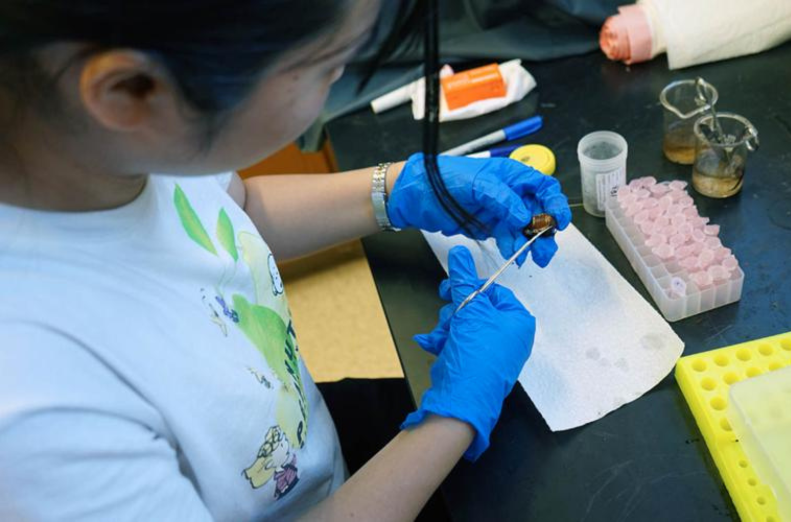 Mayuho Yamauchi, a graduate exchange student from Tokyo University of Agriculture and Technology, dissects a Guam coconut rhinoceros beetle. 