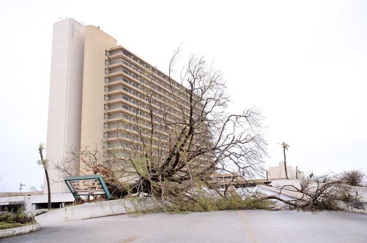 TOPPLED IN TUMON: A tree lies toppled in front of the Pacific Star Resort & Spa on Thursday, one of many trees uprooted by Typhoon Mawar. John O'Connor/The Guam Daily Post 