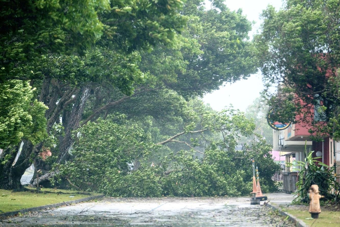 A fallen tree blocks the road in front of Mosa’s in Hagåtña during Typhoon Mawar on Wednesday, May 24. 