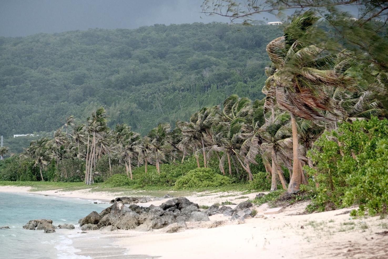 Strong winds blow coconut trees at the Asan Beach Park ahead of Typhoon Mawar on Tuesday. 